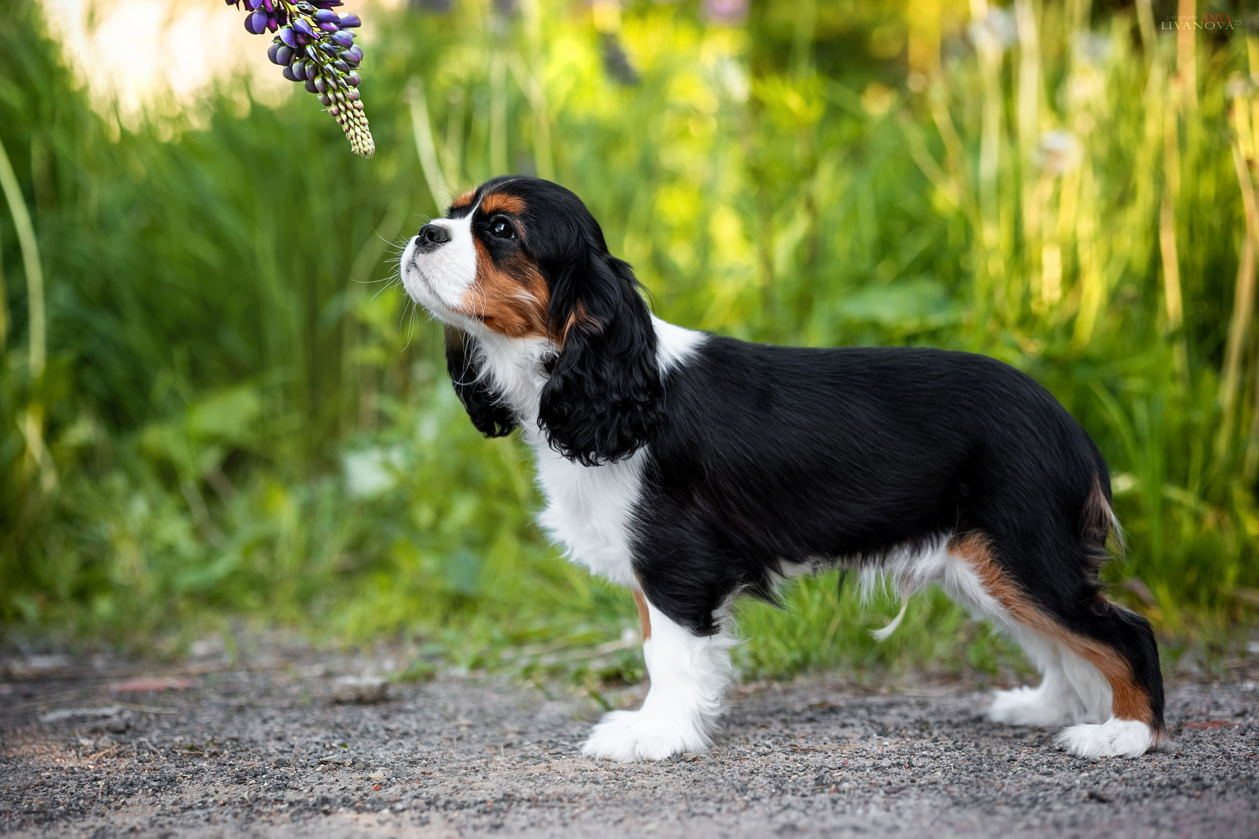 Кавалерчик. Фотограф анималист Аня Ливанова | Рыбинск