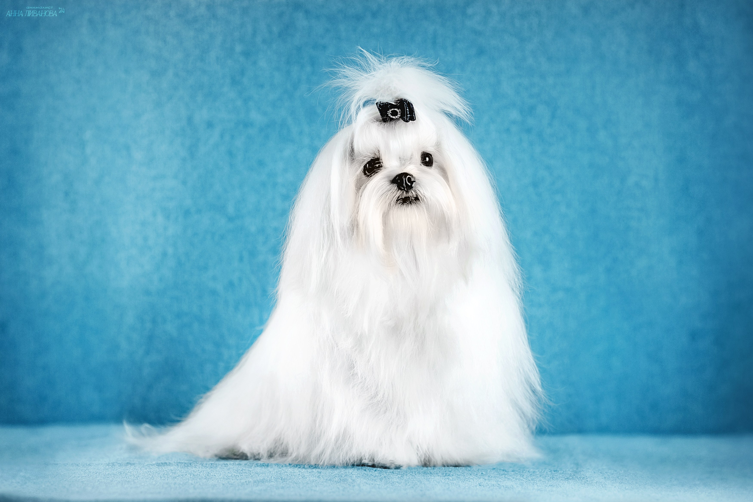 Мальтезе. Фотограф анималист Аня Ливанова | Рыбинск