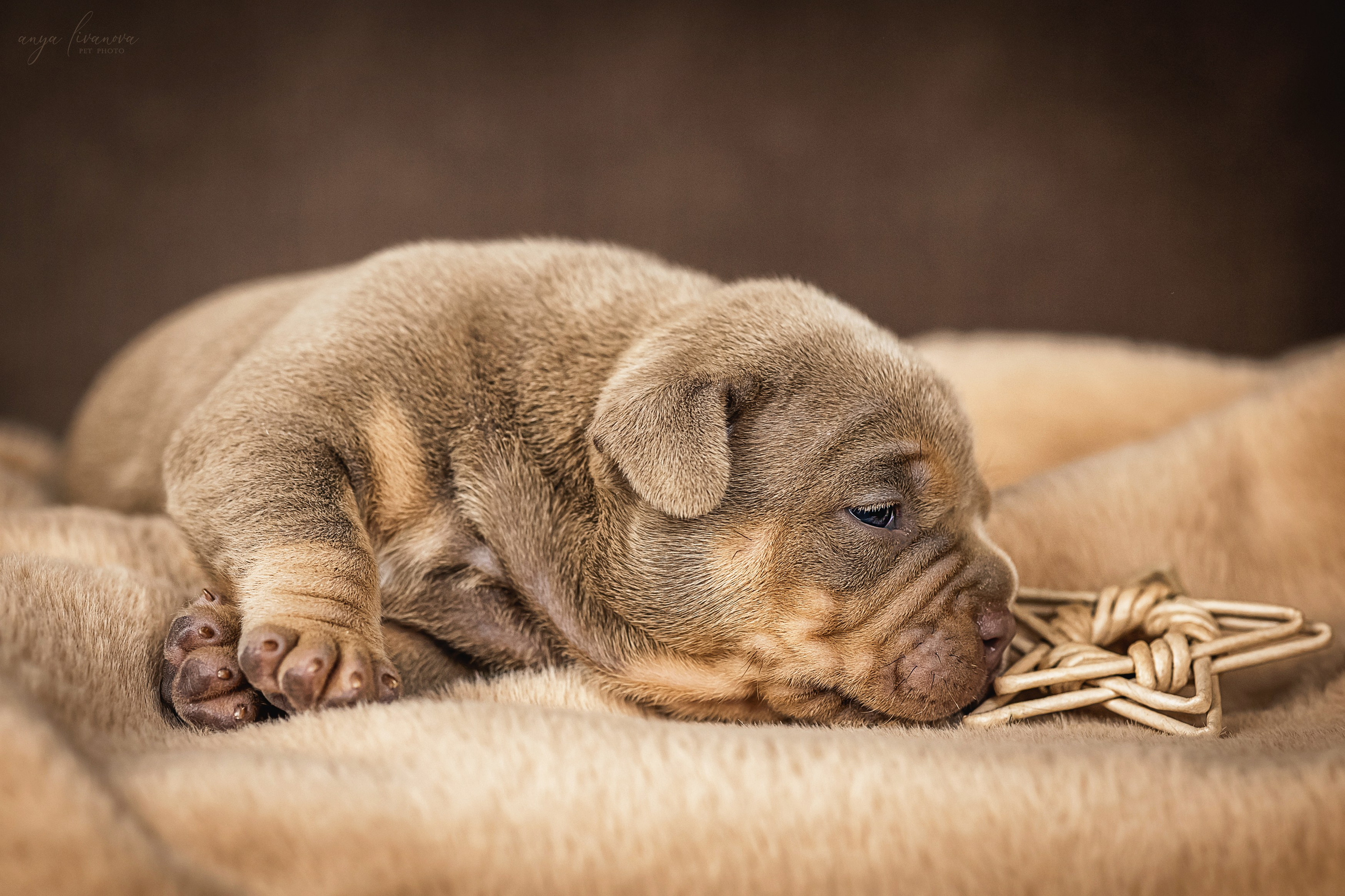 Амбулли. Фотограф анималист Аня Ливанова | Рыбинск