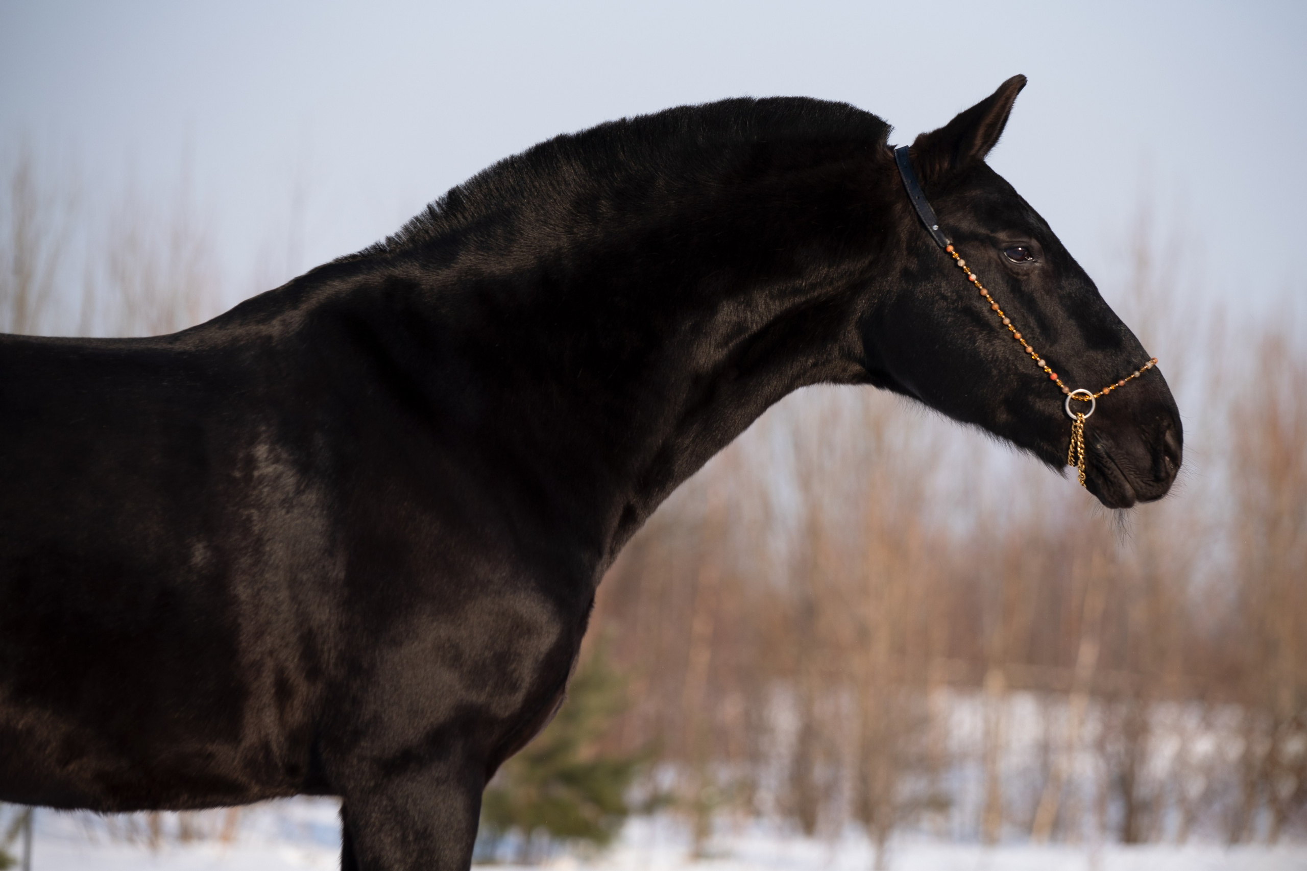Портрет лошади, лошадь, конь, фото лошади, фотография лошади, конный фотограф, съемка лошадей, фотограф лошадей, конная фотография, конный фотограф, конный фотограф в спб, профессиональный фотограф спб, фотограф спб, ахалтекинец, рысак, спортивная лошадь, конный клуб, фотосессия с лошадьми, тракененская лошадь, зима, лошадь зимой, пейзаж, зимний лес свободные лошади, орловец, орловский рысак, орловская рысистая порода, новый год, новогодняя фотосессия, съемки с лошадьми, фото с лошадью