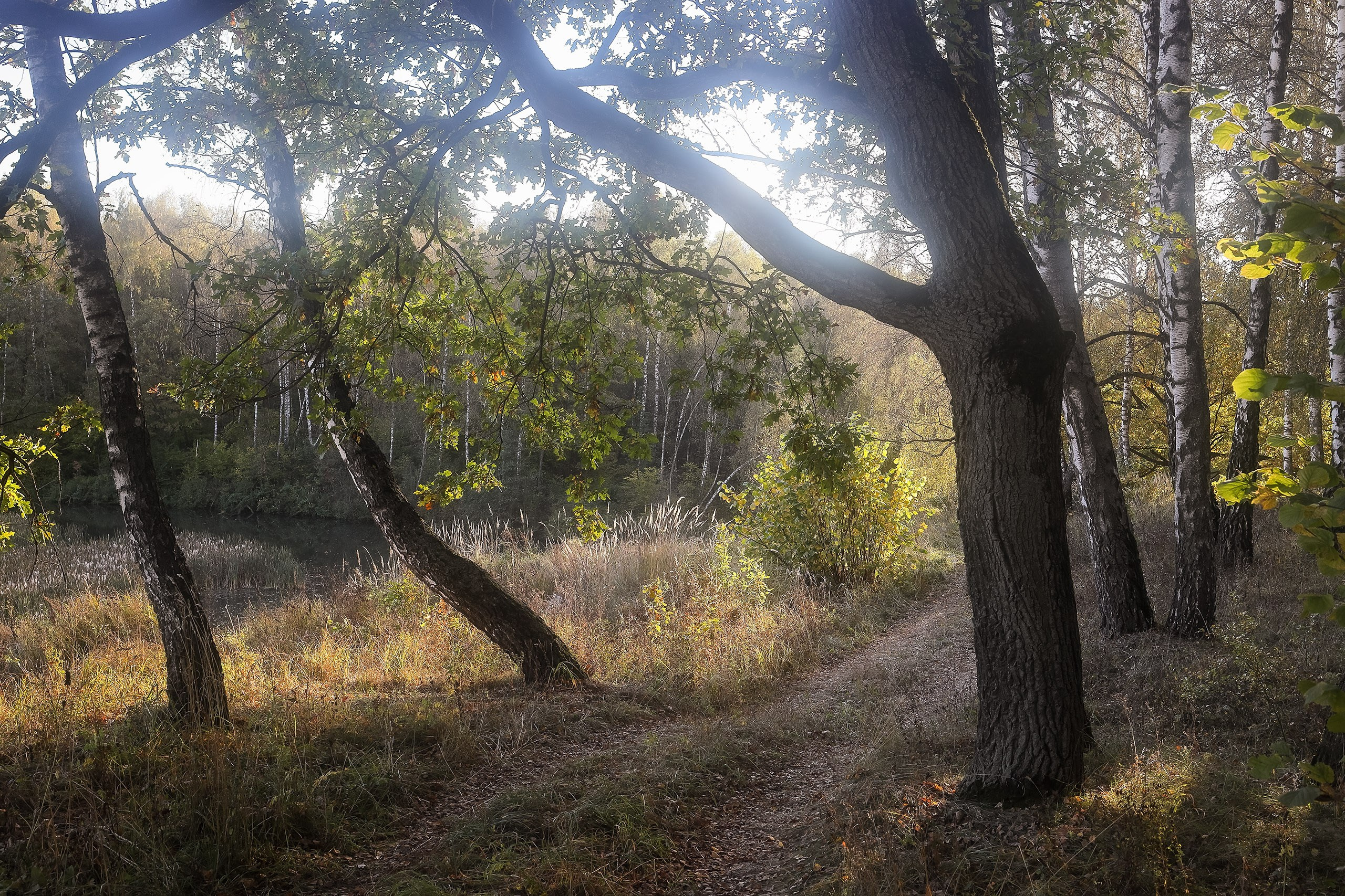 Закат в осеннем лесу