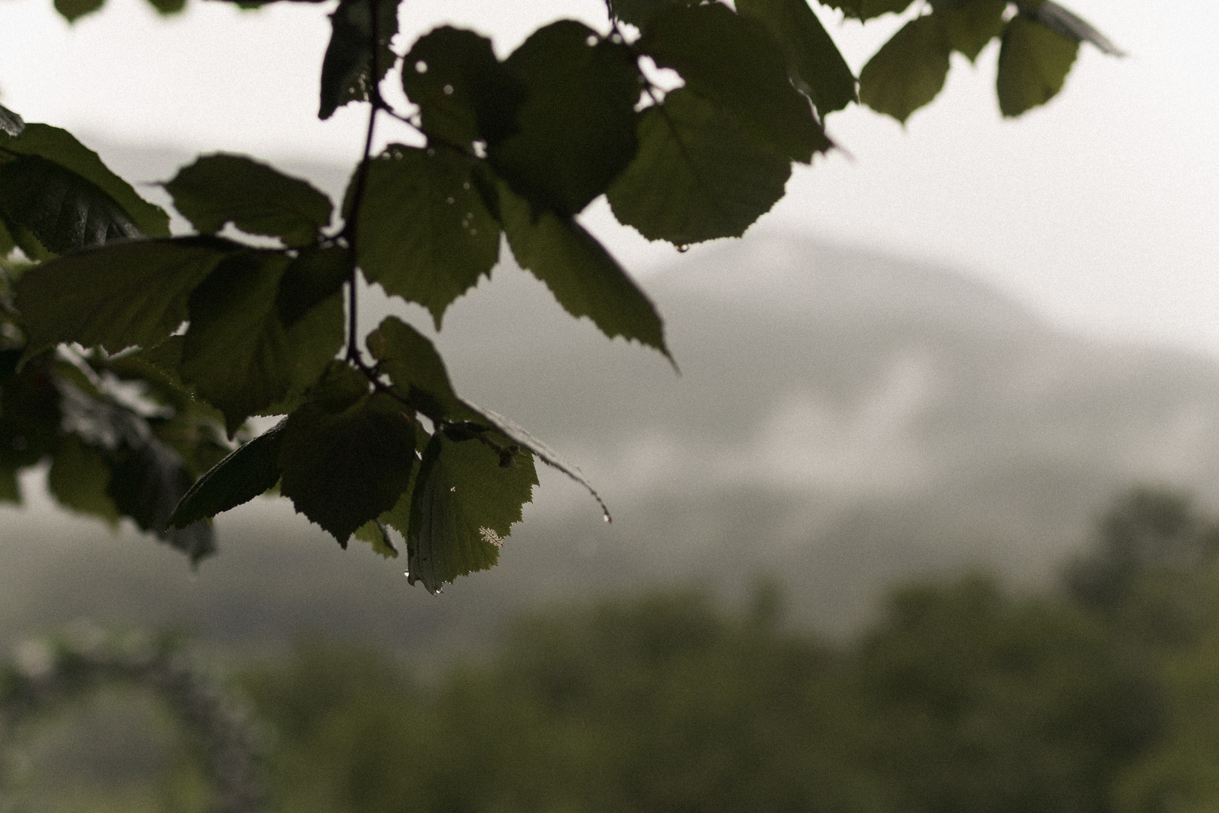 А дождь на окнах рисует. Sovushka DS