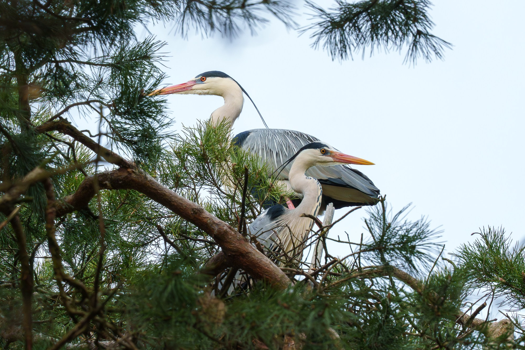 Удивительные мир птиц. Вокруг нас столько прекрасного — присмотритесь!. Ваш личный фотограф Марина Волкова