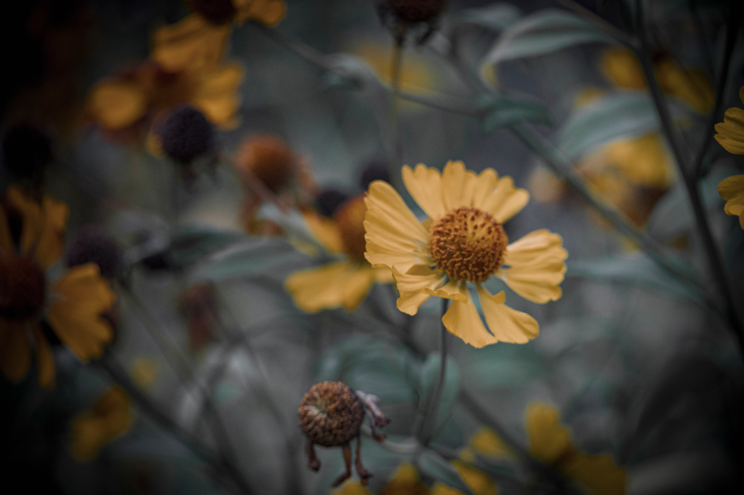 Осенние цветы. Фотограф Роман Адлер