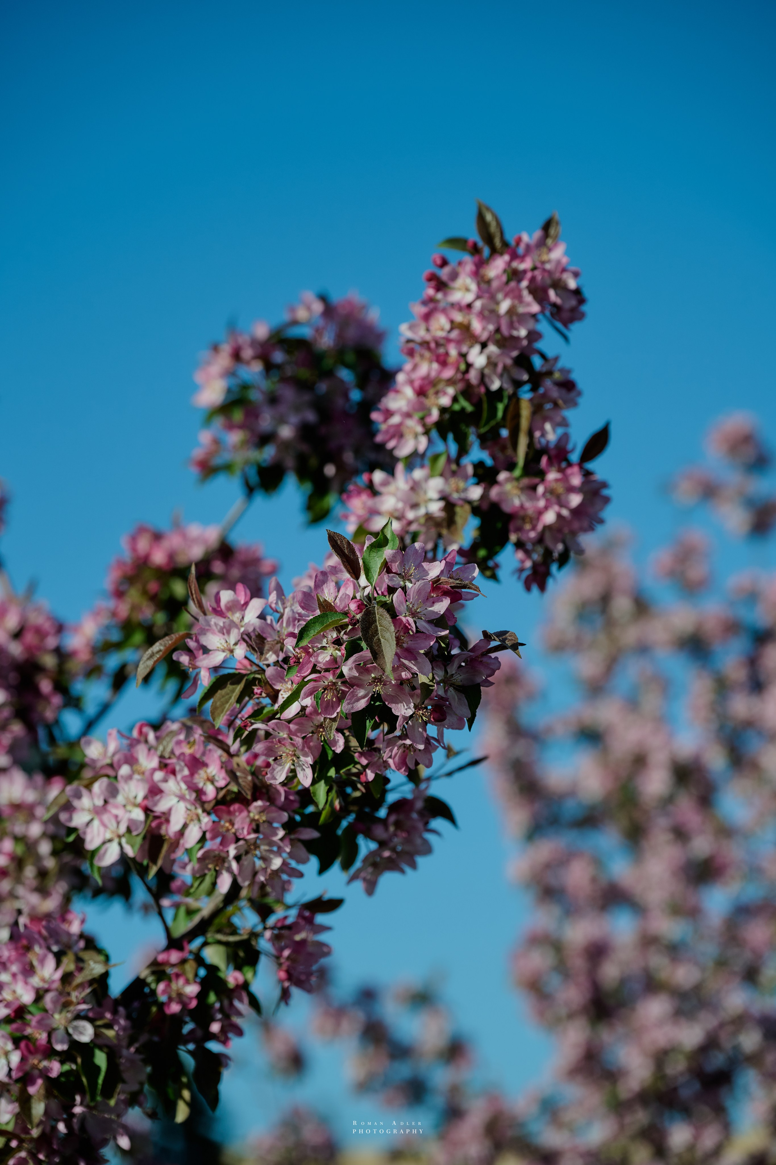Орел. Апрель 2024. Фотограф Роман Адлер