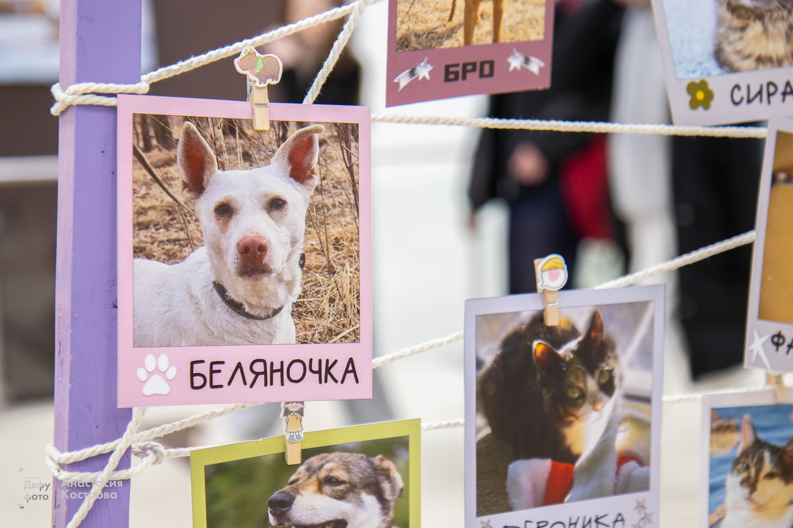 Ярмарка вакансий «Эд.хант». Репортажный фотограф во Владивостоке Анастасия Кострова