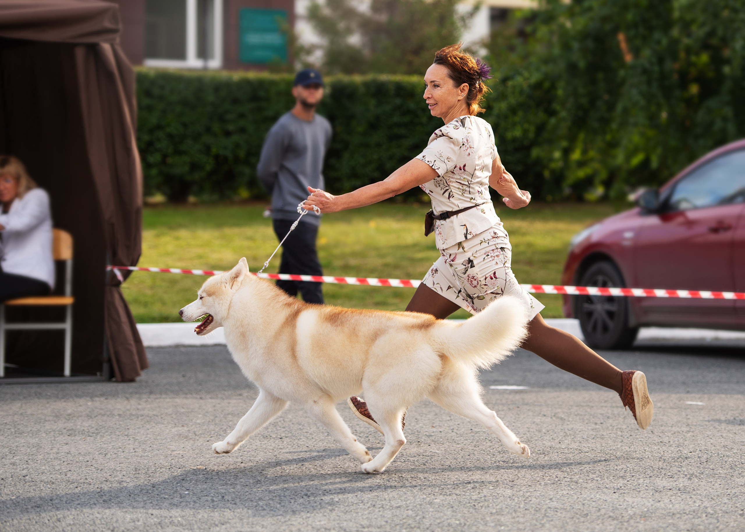 Выставка собак Тюмень 02.09.2023. Дог-фотограф в Тюмени Александра Королева