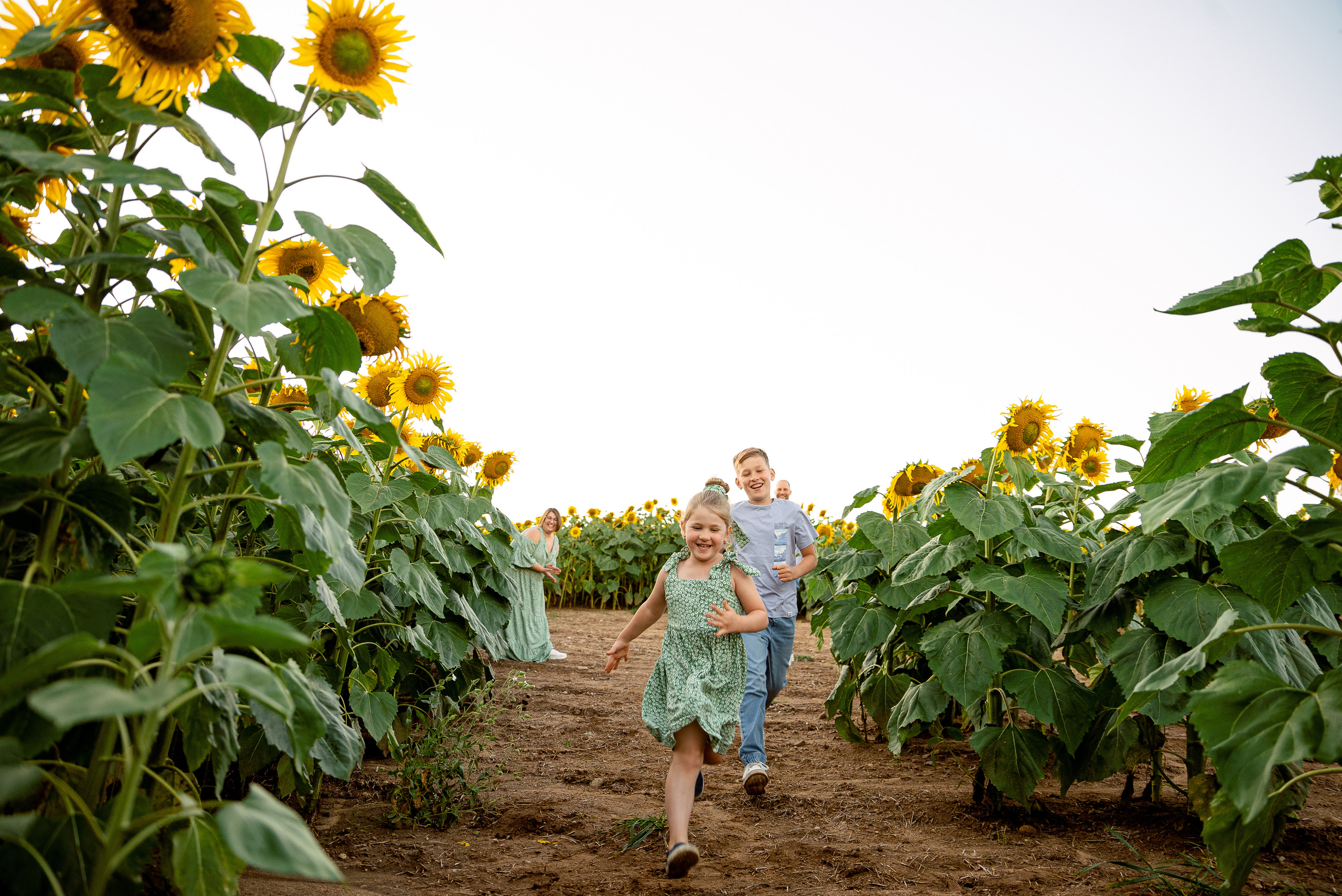 Подсолнуховое веселье. Свадебный и портретный фотограф в Минске Наташа Каракулова