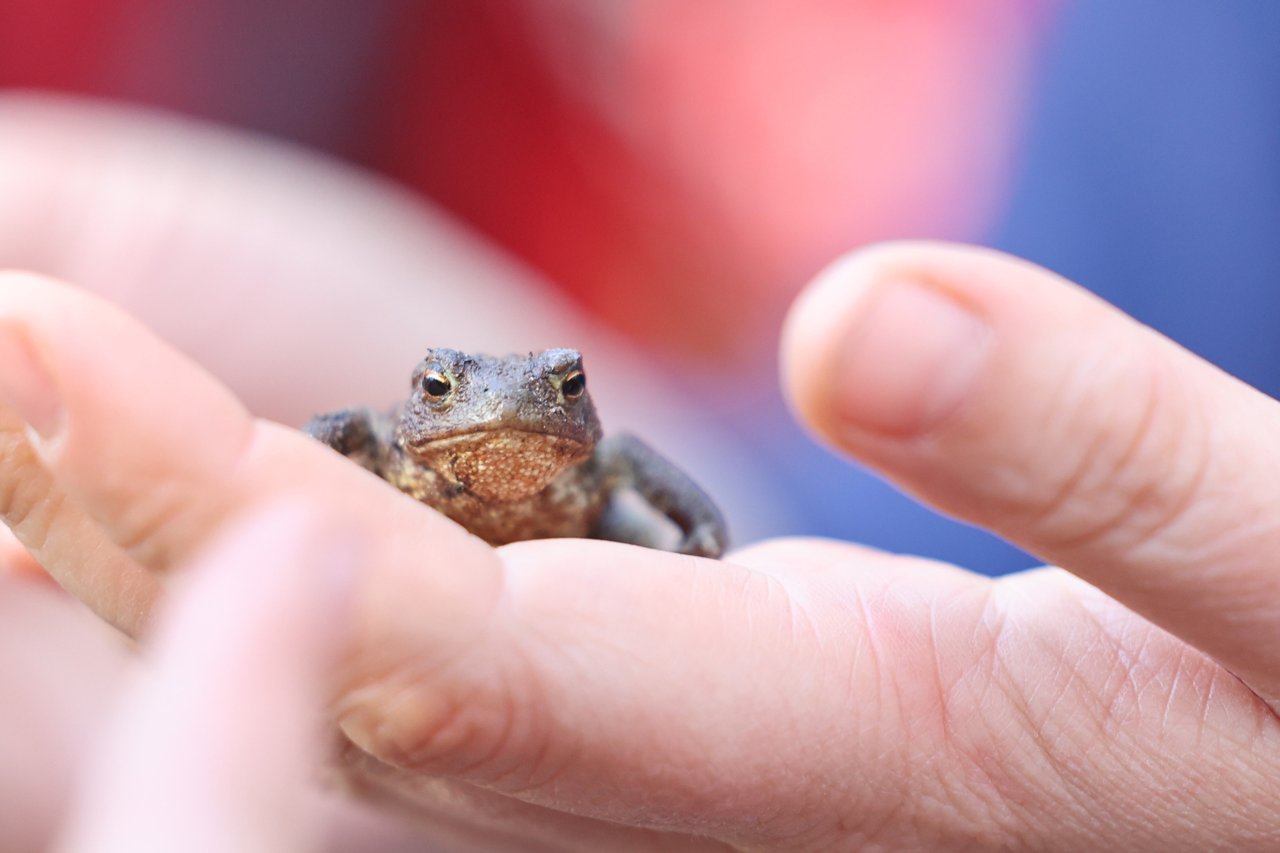 Любимое. Фотограф в Санкт-Петербурге Анна Сосновская