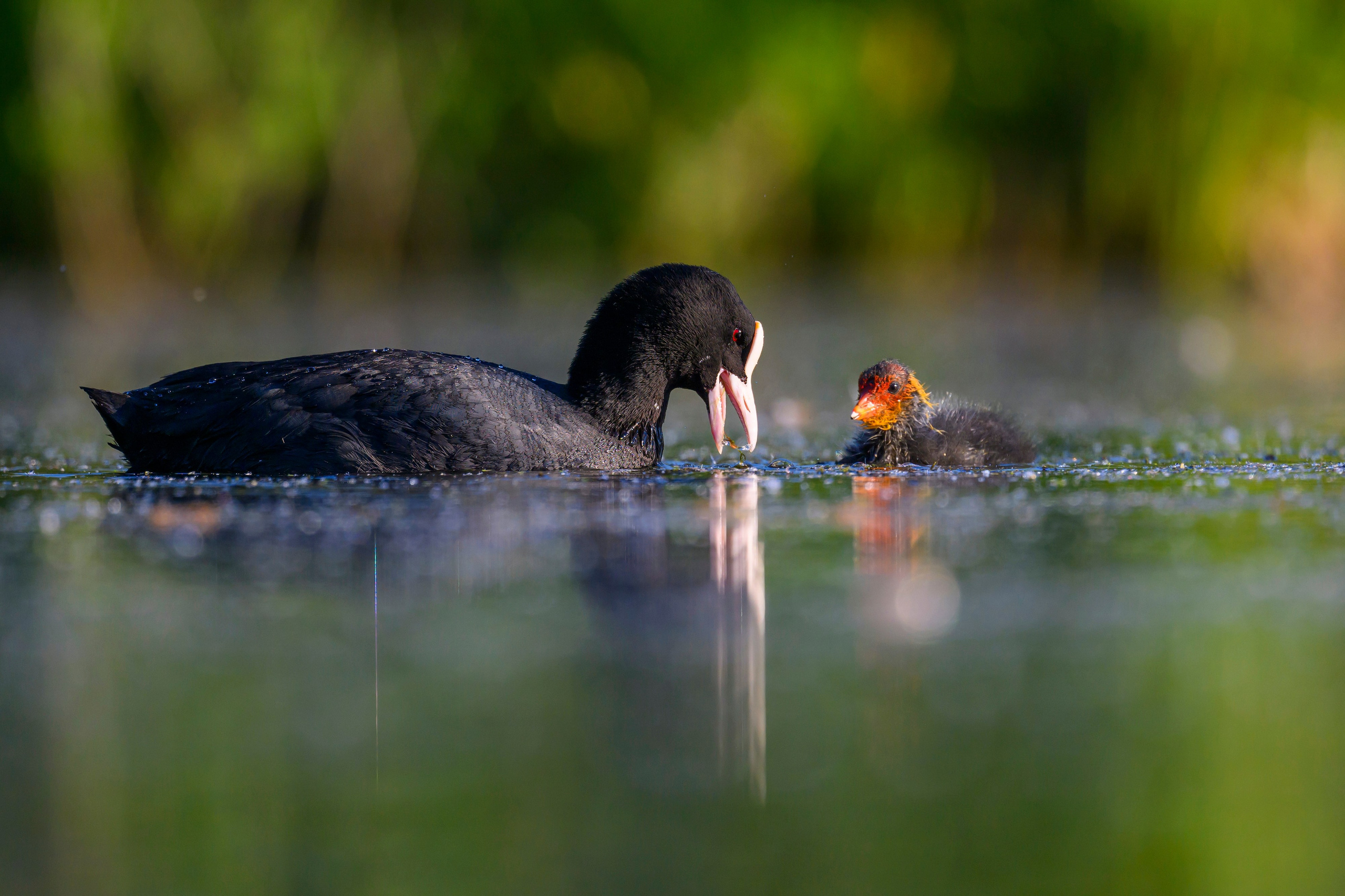 Пополнение у поганок. Фотограф Сергей Пупонин