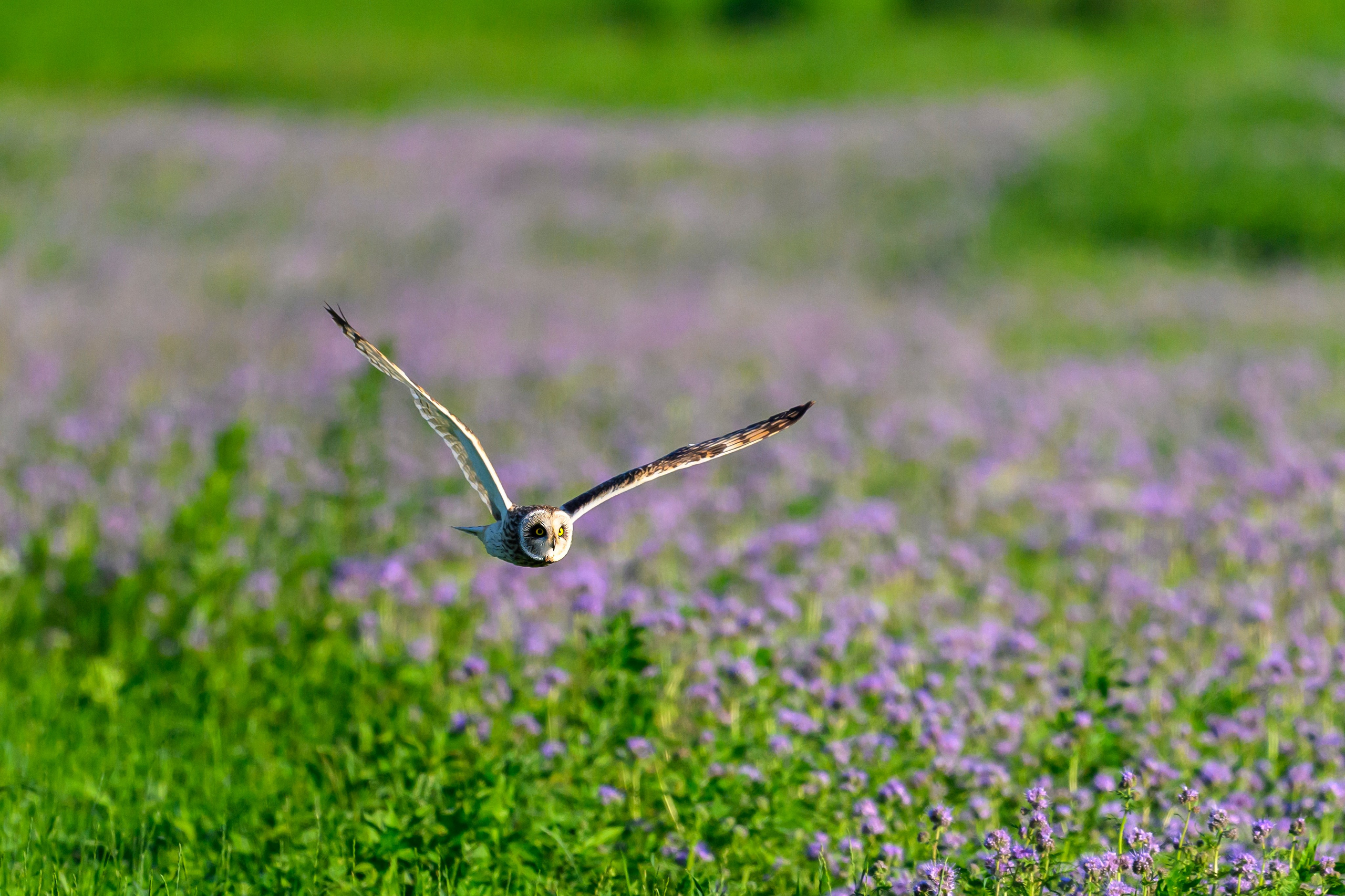 Охота совы. Фотограф Сергей Пупонин