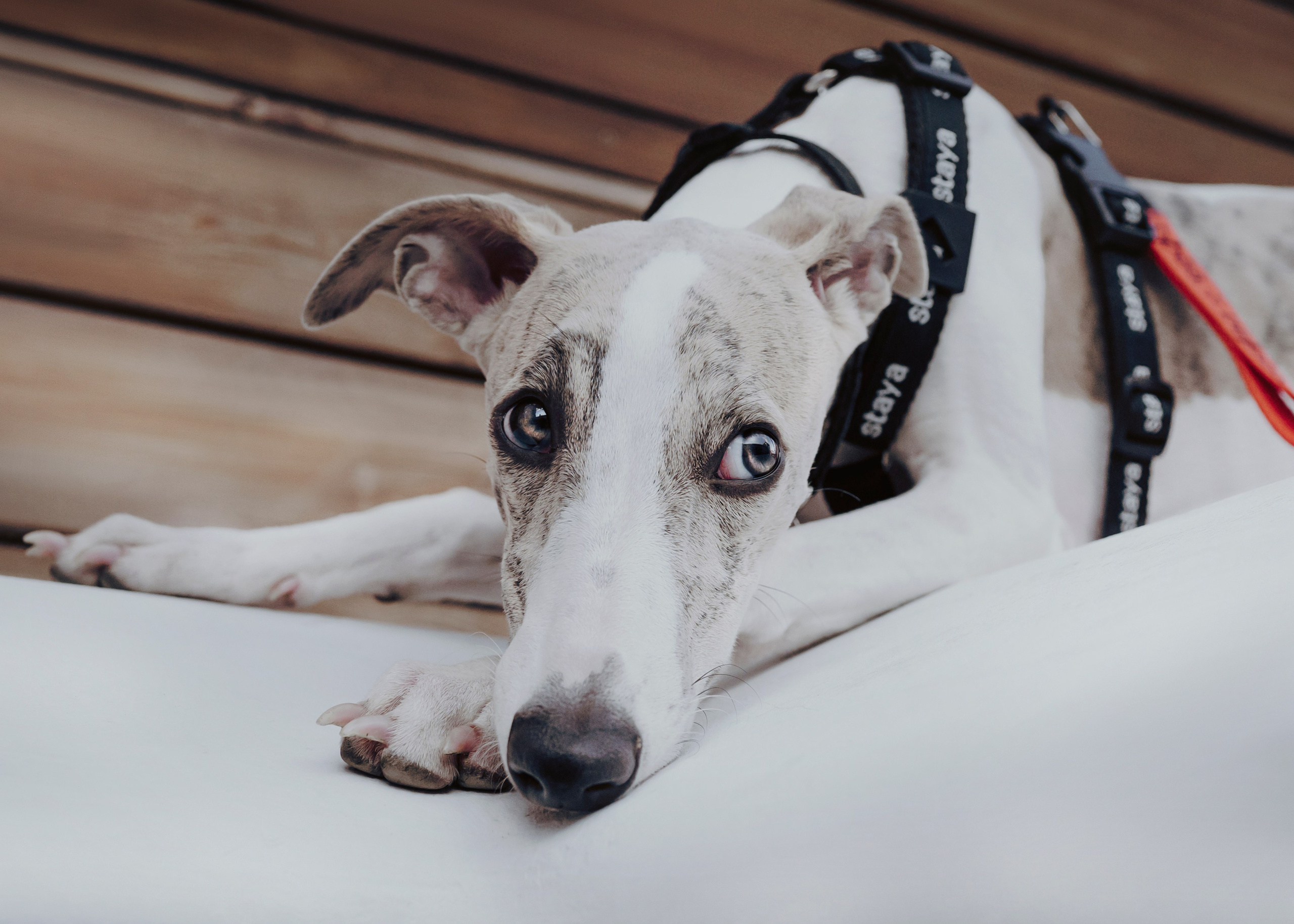 Ветка. Фотограф- анималист Александра Матвеева