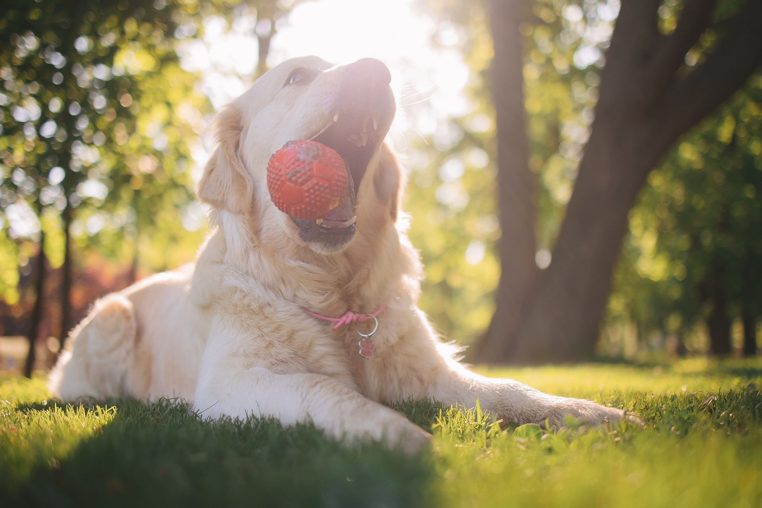 Золотистый ретривер Мона, Питер. Свадебный и женский фотограф