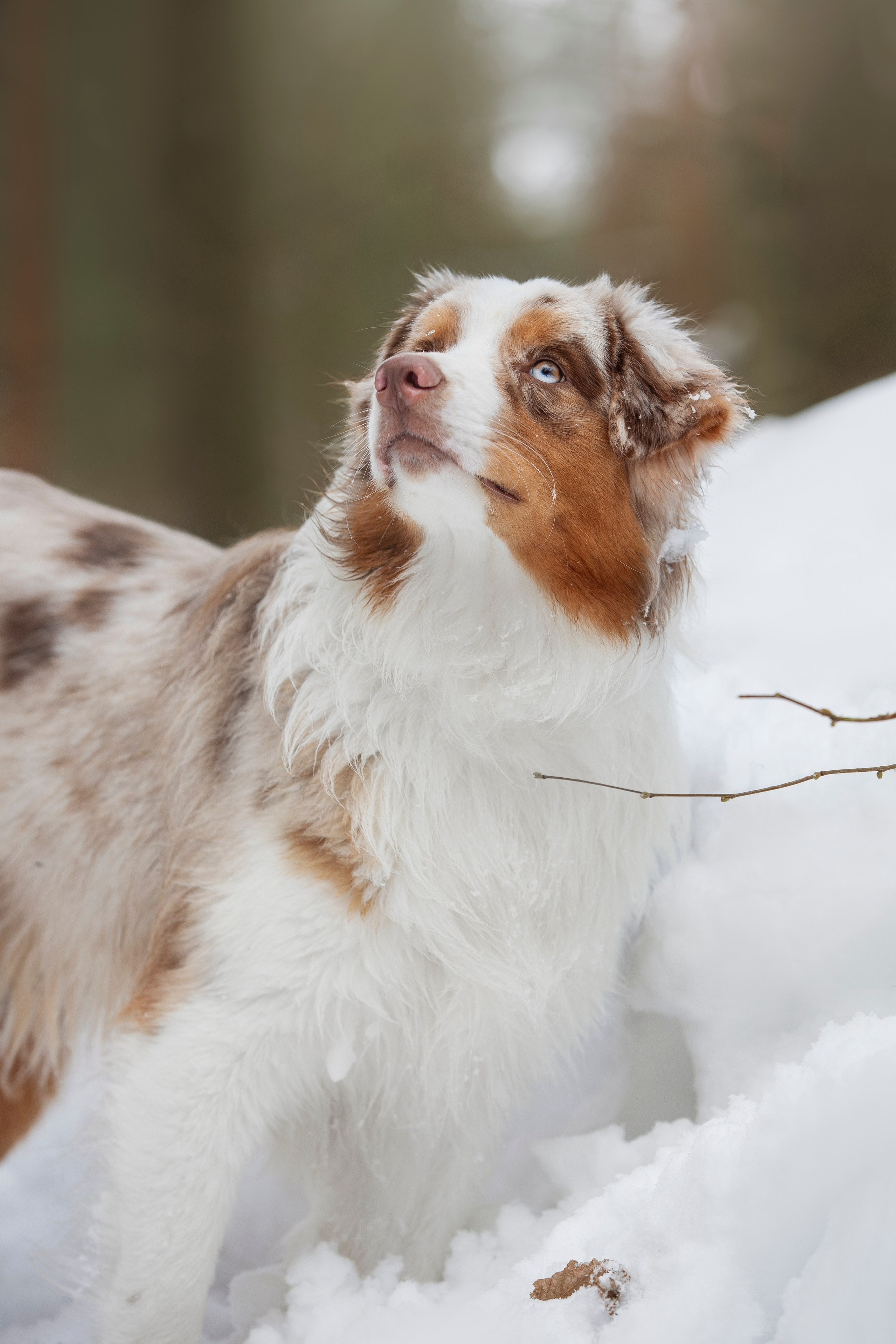 Дария, Макс, Сезам и Чили. Фотограф анималист в Москве Майорова Евгения