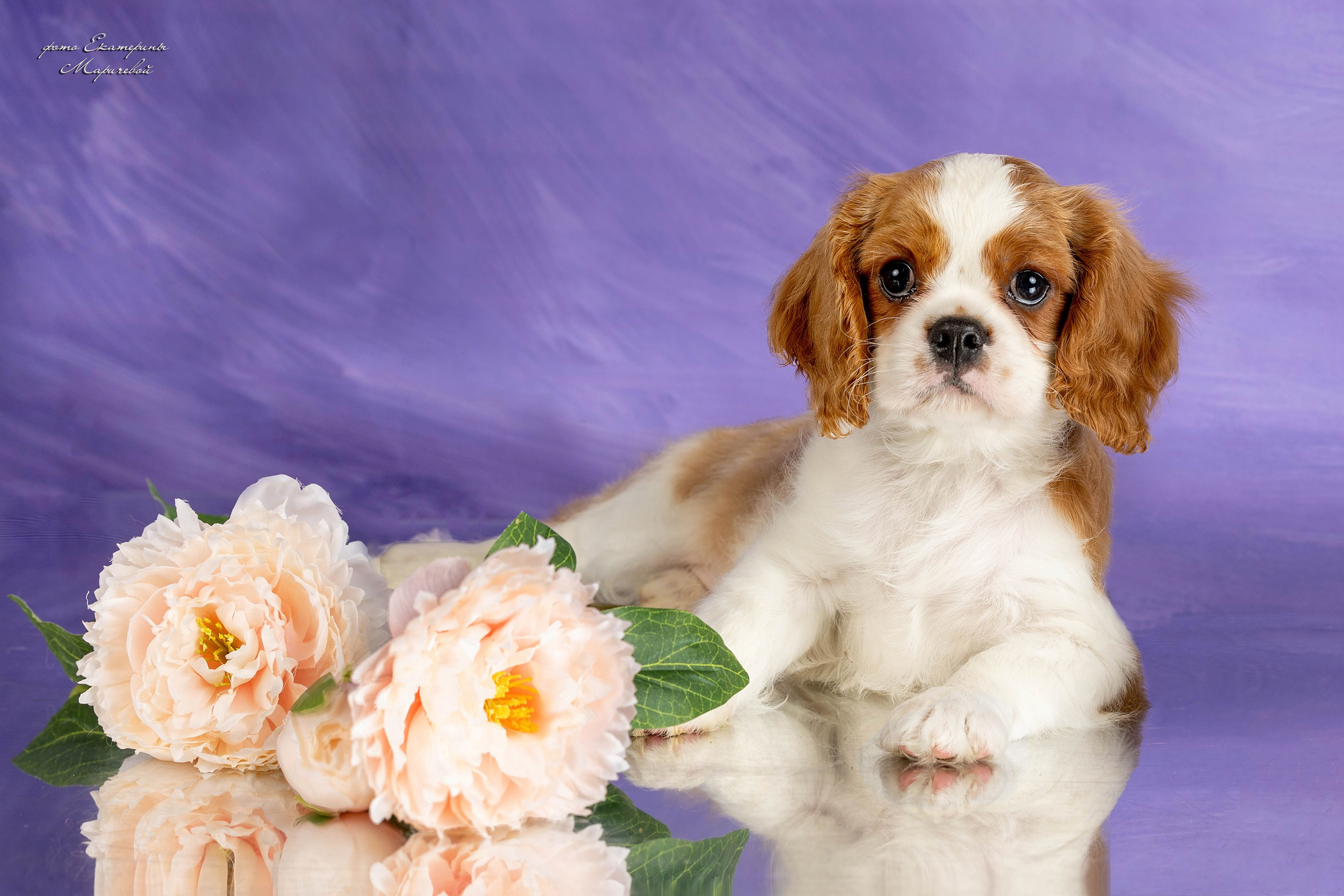 Галерея щенков. Фотограф-анималист в Омске Екатерина Маричева