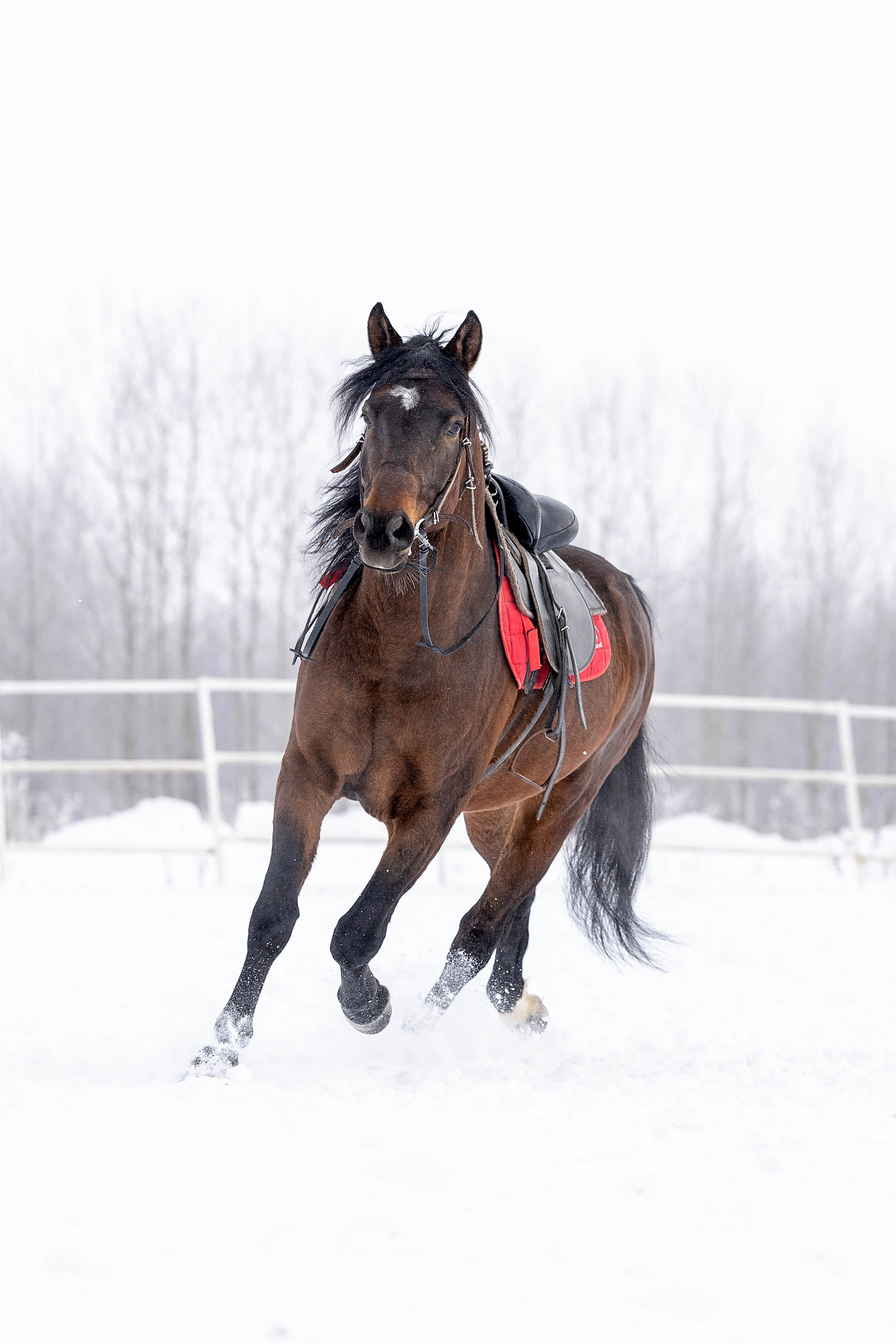 Репотражная съёмка. Фотограф-анималист в Омске Екатерина Маричева
