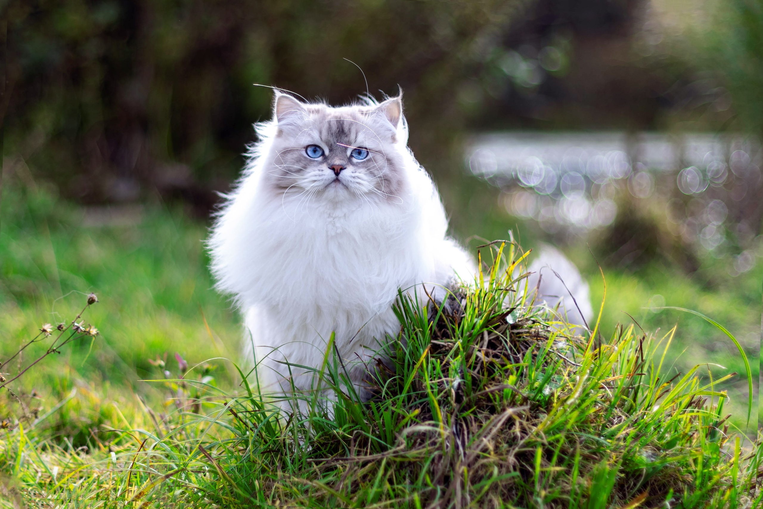 Выездная съёмка с естественным светом. Фотограф-анималист в Омске Екатерина Маричева