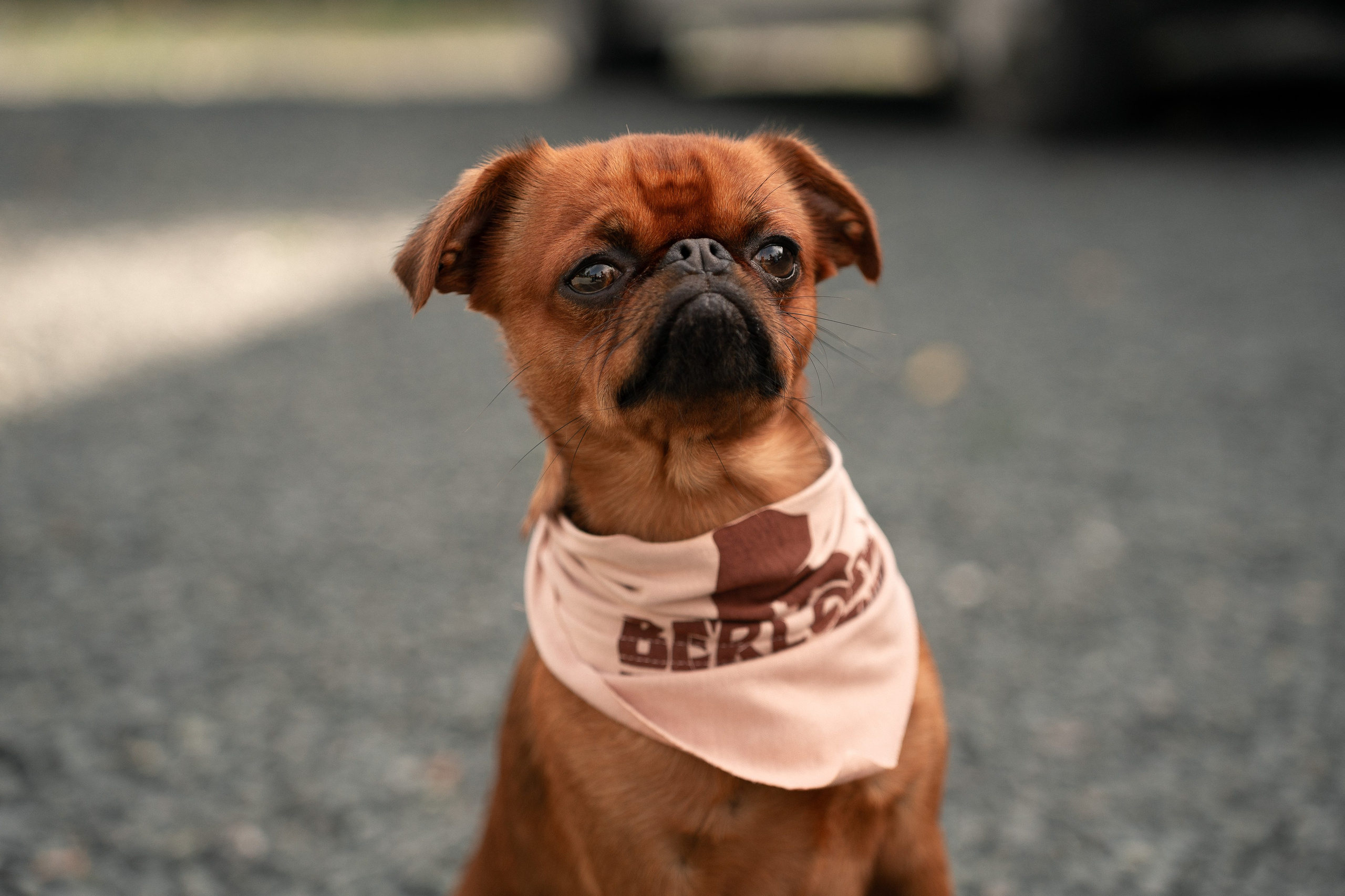 IX Веломарафон «Таёжная трасса» (Тягун — Заринск, 85 км)