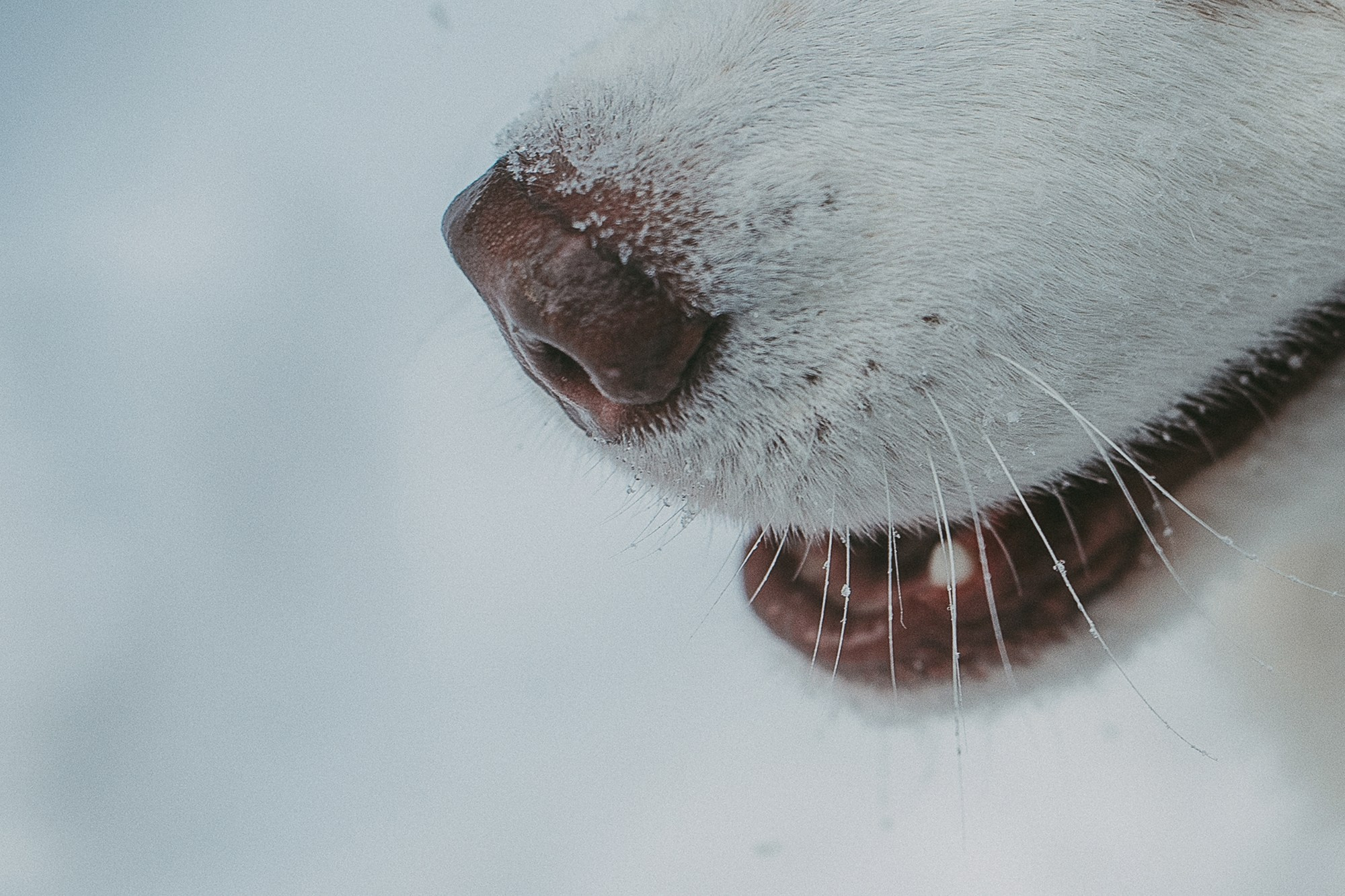 Полина, Уго и Пышка. Фотограф анималист в Москве и Санкт-Петербурге Свиридова Анна