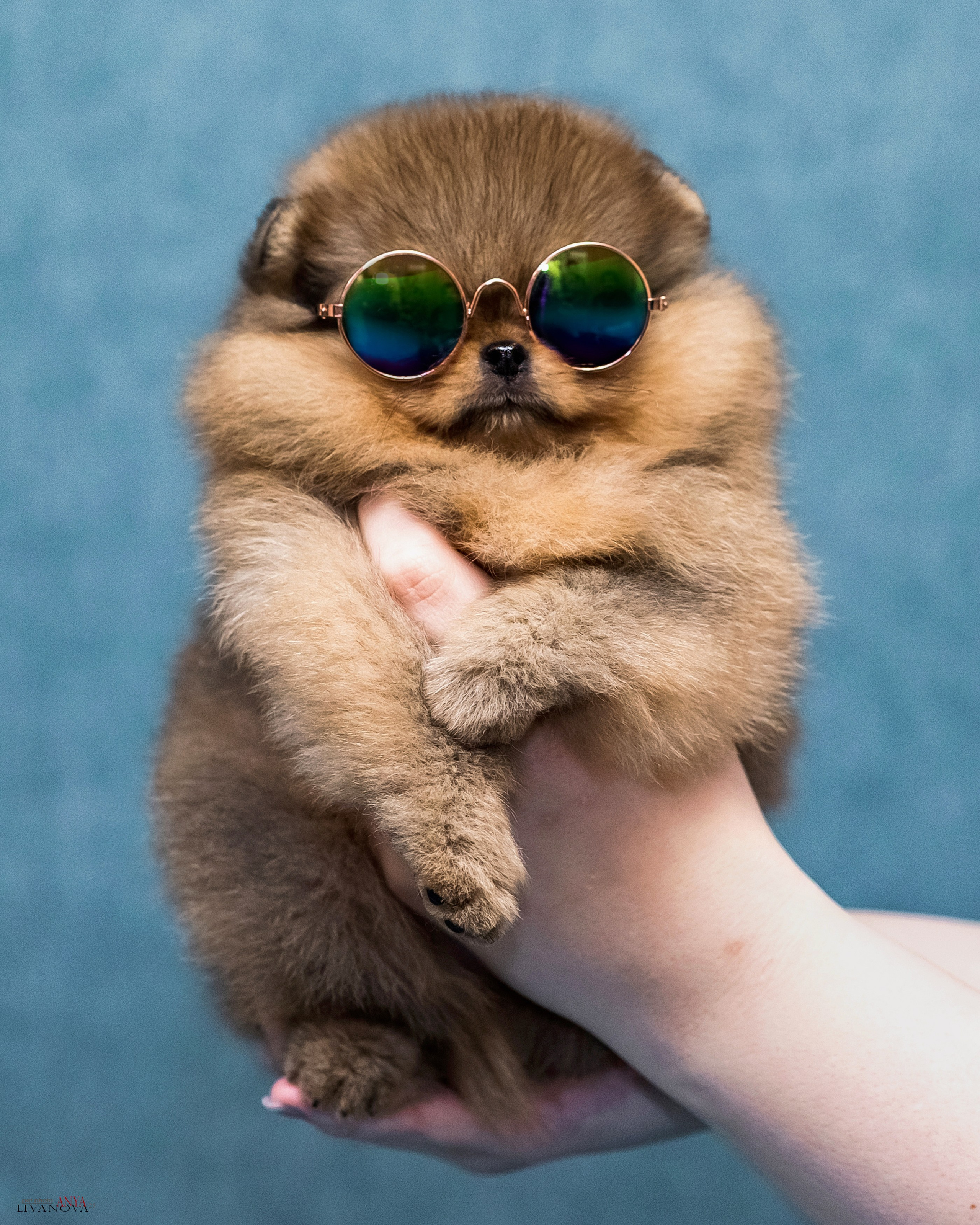 Шпицы. Фотограф анималист Аня Ливанова | Рыбинск