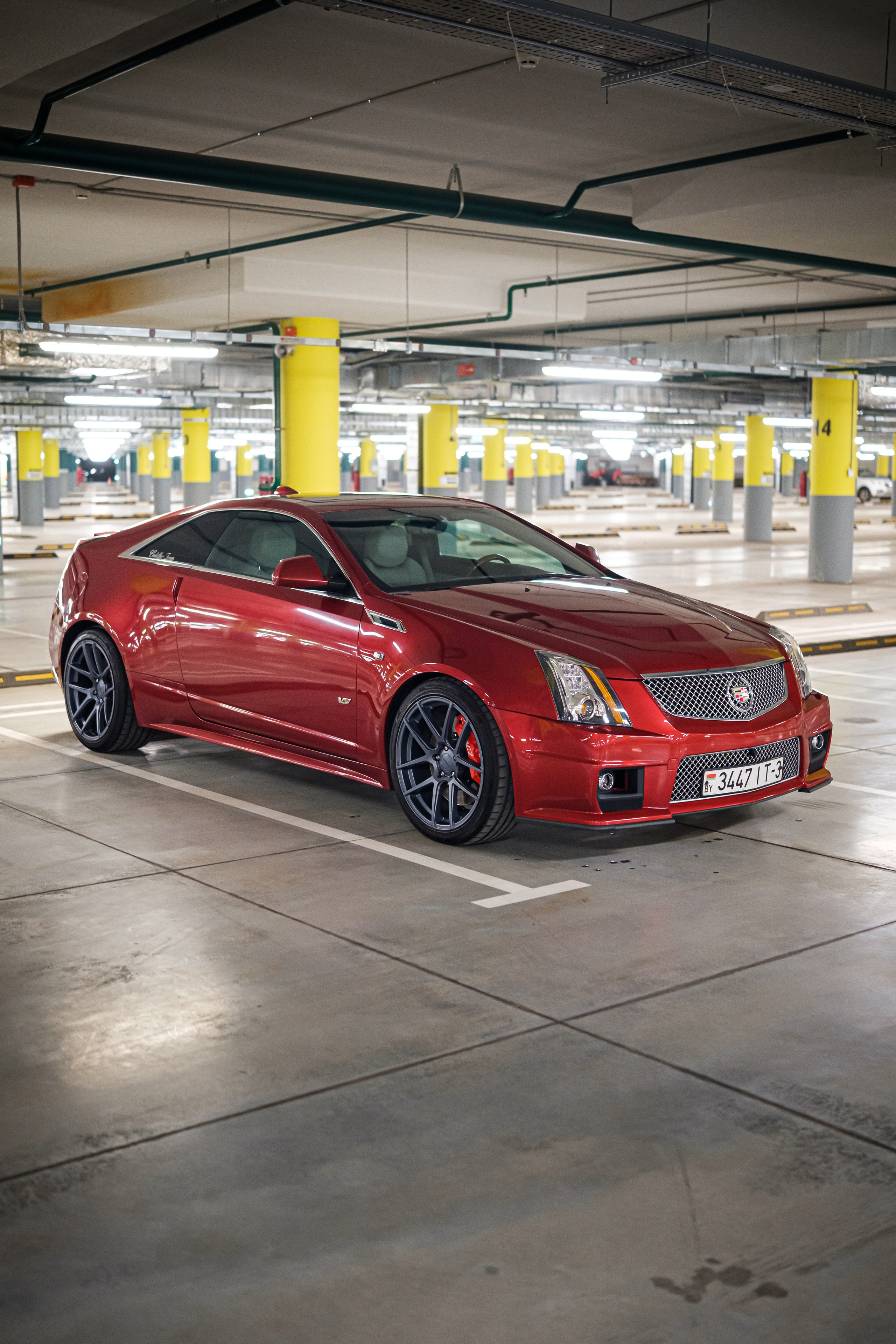 Кэдди. Алексей Никифоров фотограф Москва, Химки