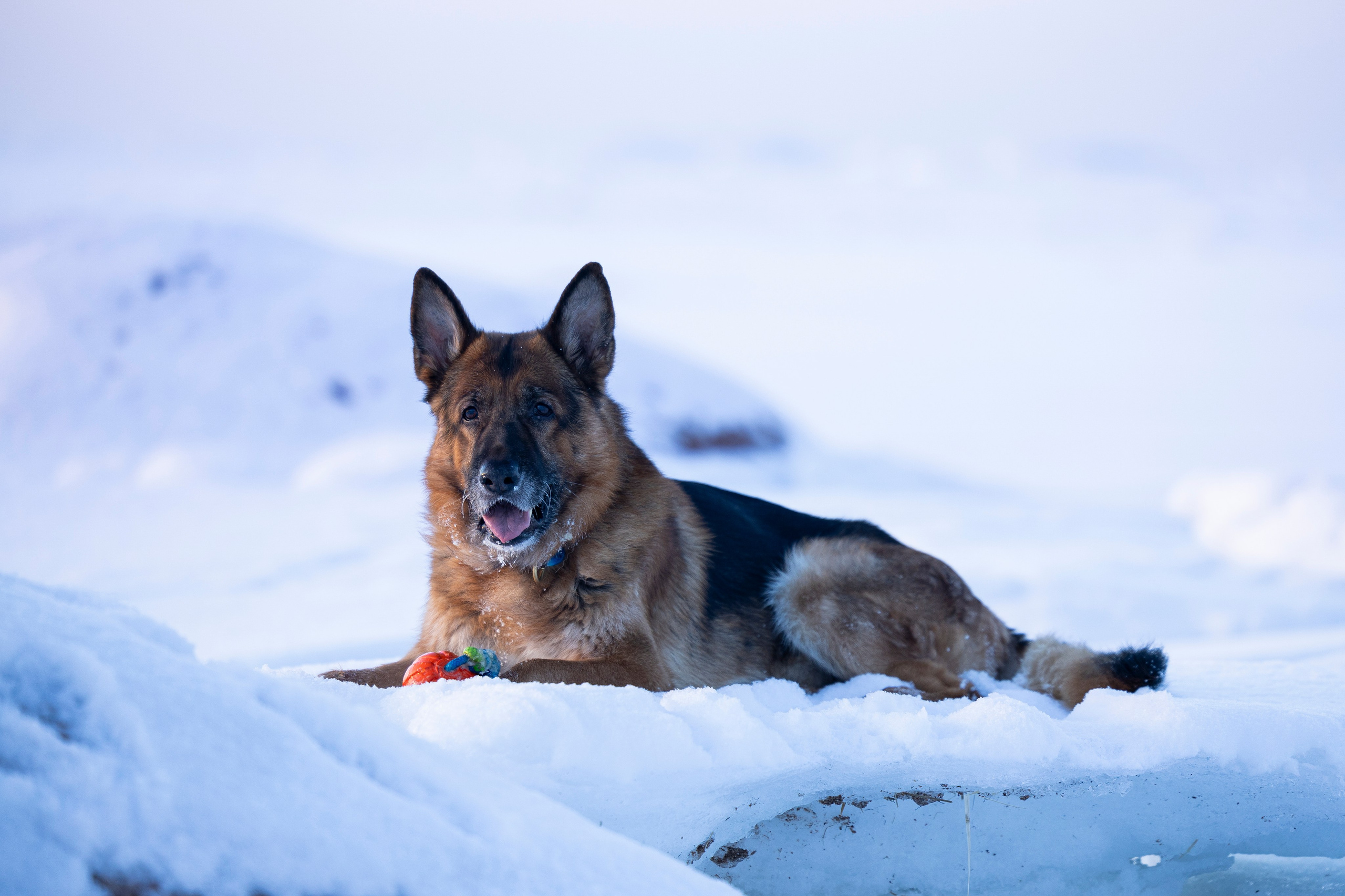 Рейн. Фотограф-анималист Анна Маринич