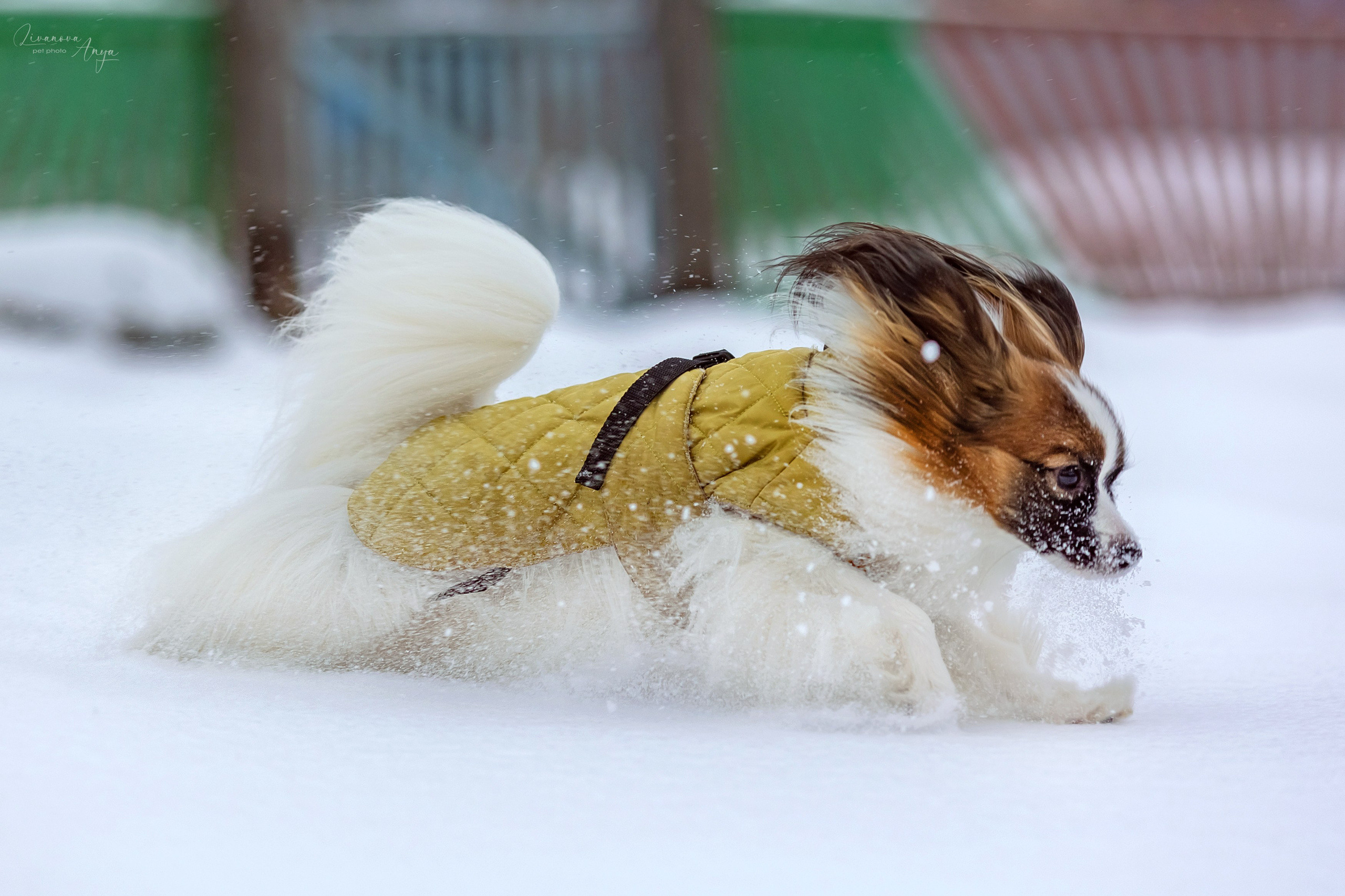 Хьюстон. Фотограф анималист Аня Ливанова | Рыбинск