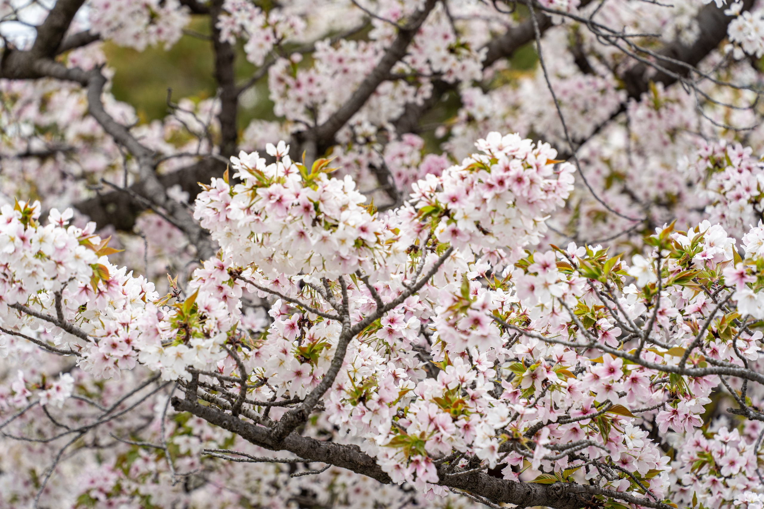 Япония, сакура. Творческие сьемки