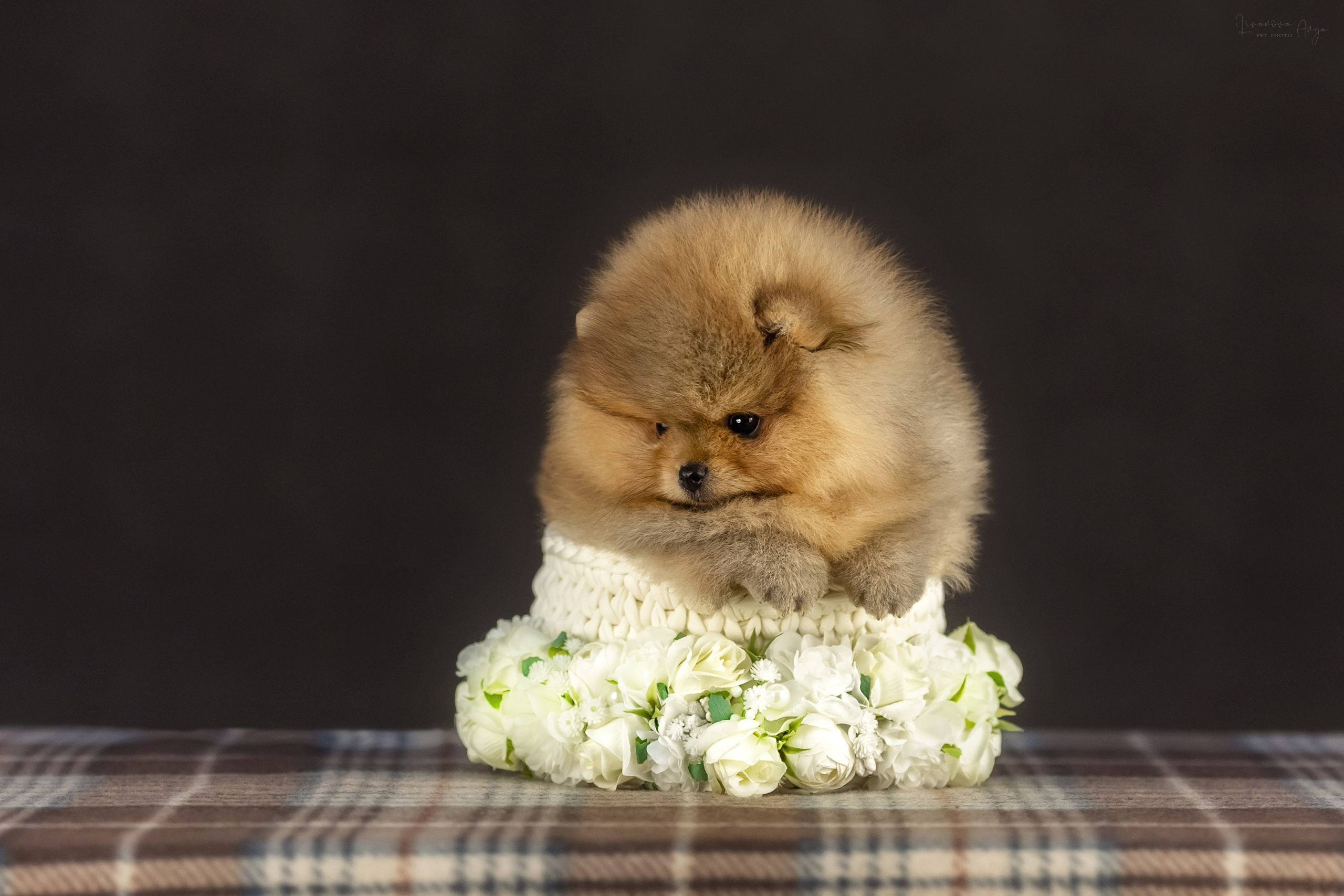 Шпикачки. Фотограф анималист Аня Ливанова | Рыбинск