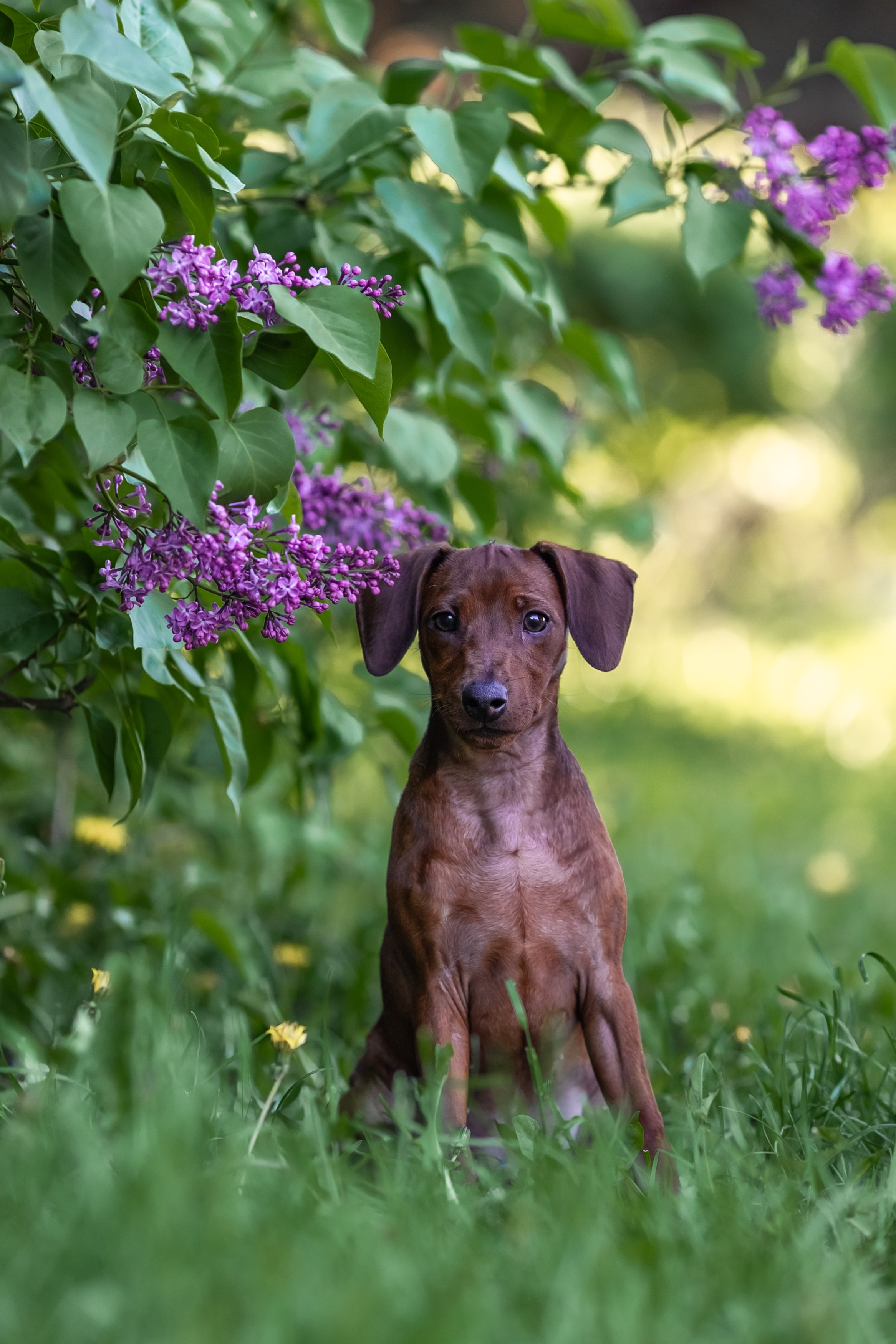 Пинчерята. Фотограф анималист Аня Ливанова | Рыбинск