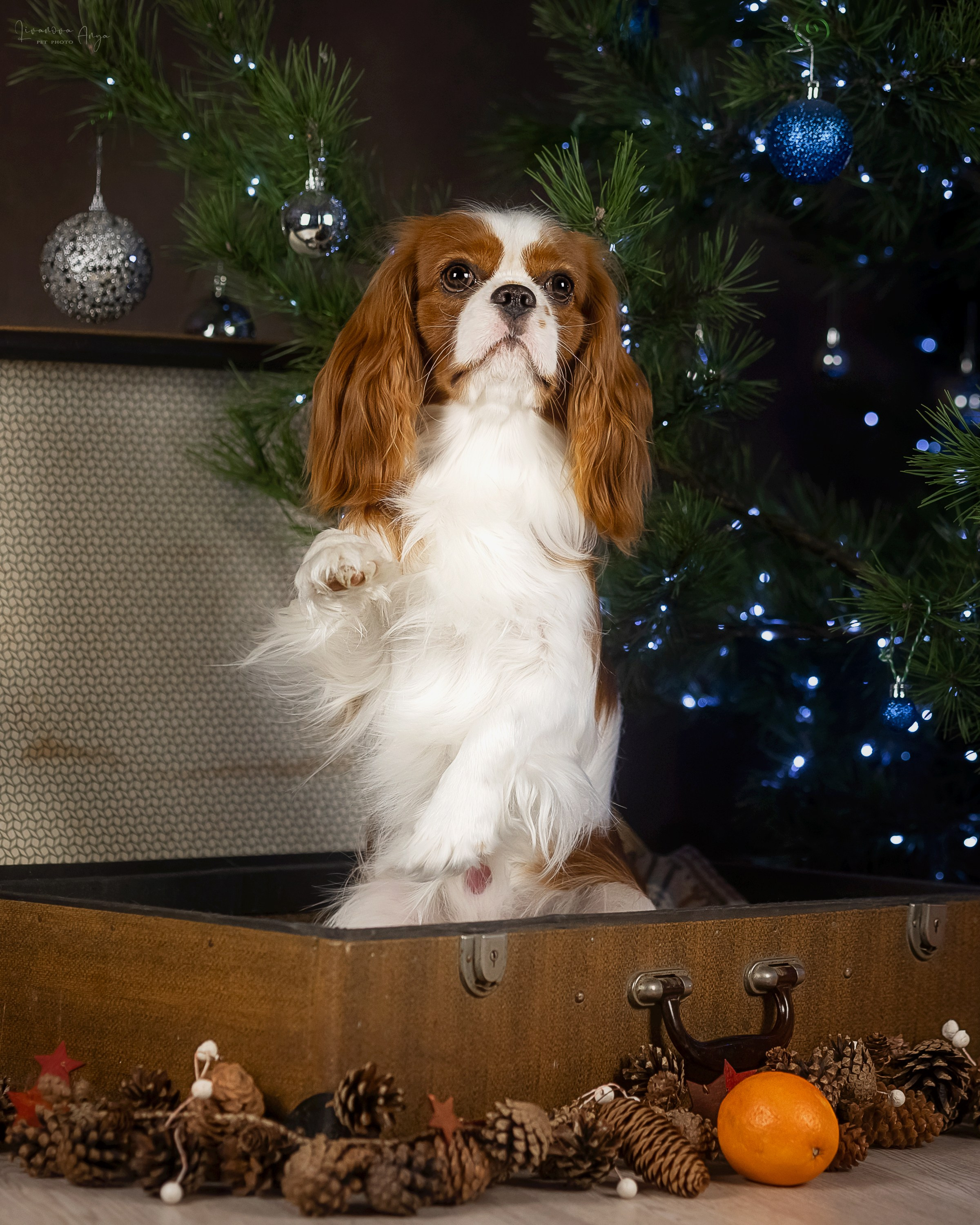 Фотодень_2 2025. Фотограф анималист Аня Ливанова | Рыбинск