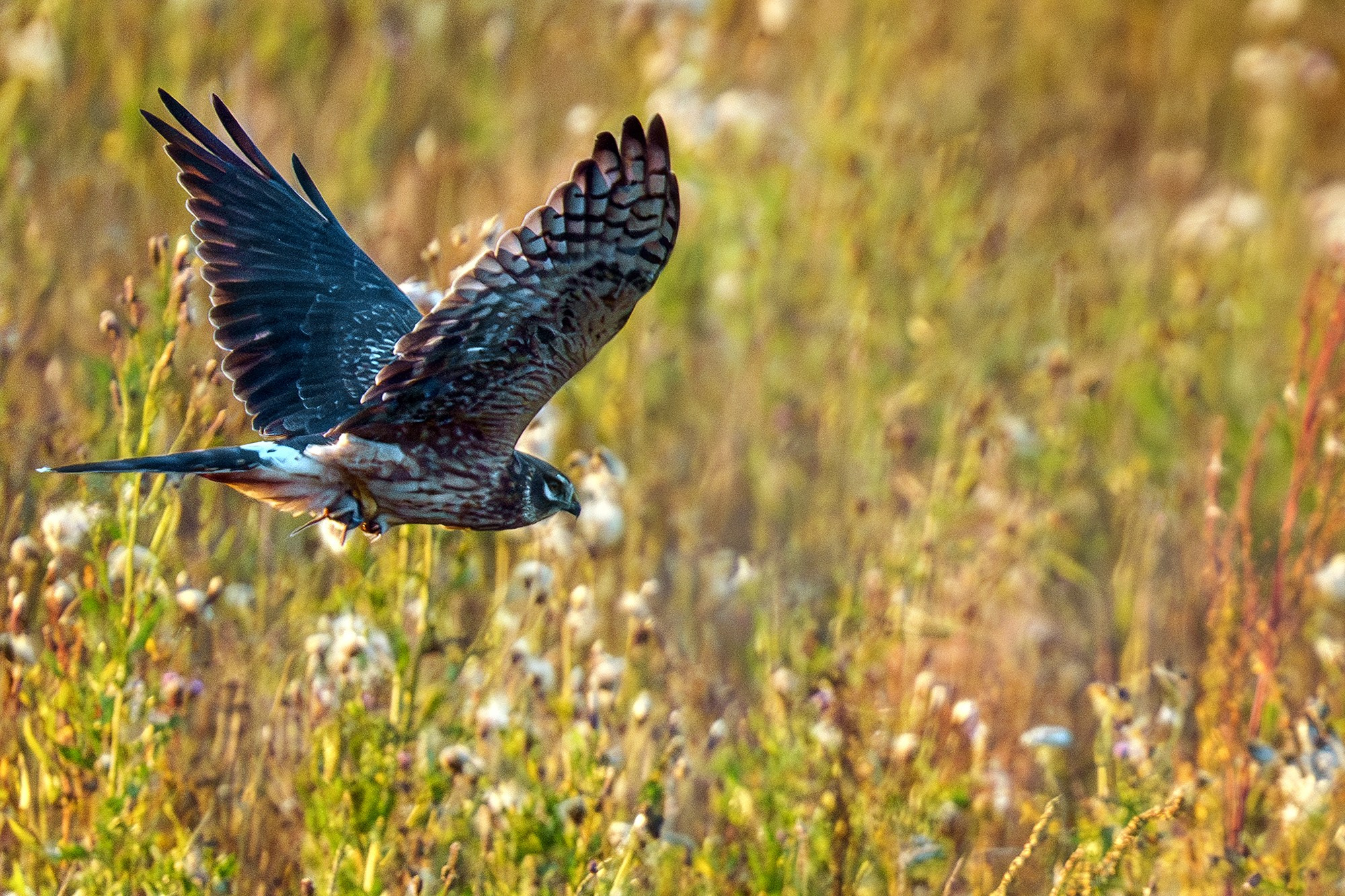 Удивительные мир птиц. Вокруг нас столько прекрасного — присмотритесь!. Ваш личный фотограф Марина Волкова