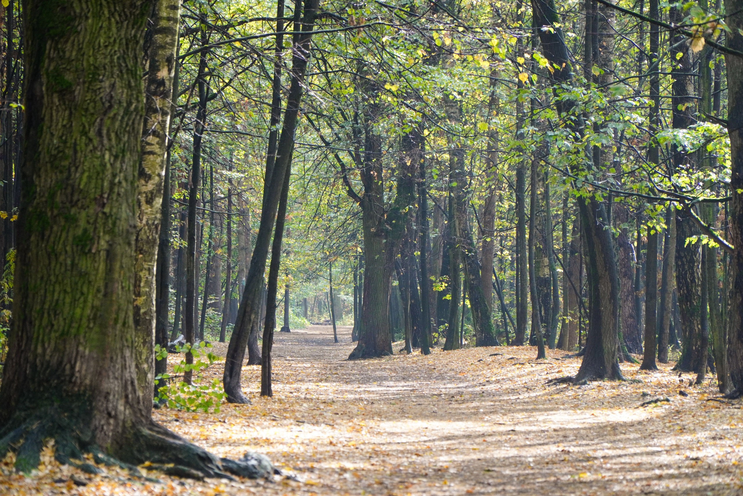 Backyard Ultra Moscow 2024. Роман Капилюшов. Бег. Фото. Видео. г. Люберцы