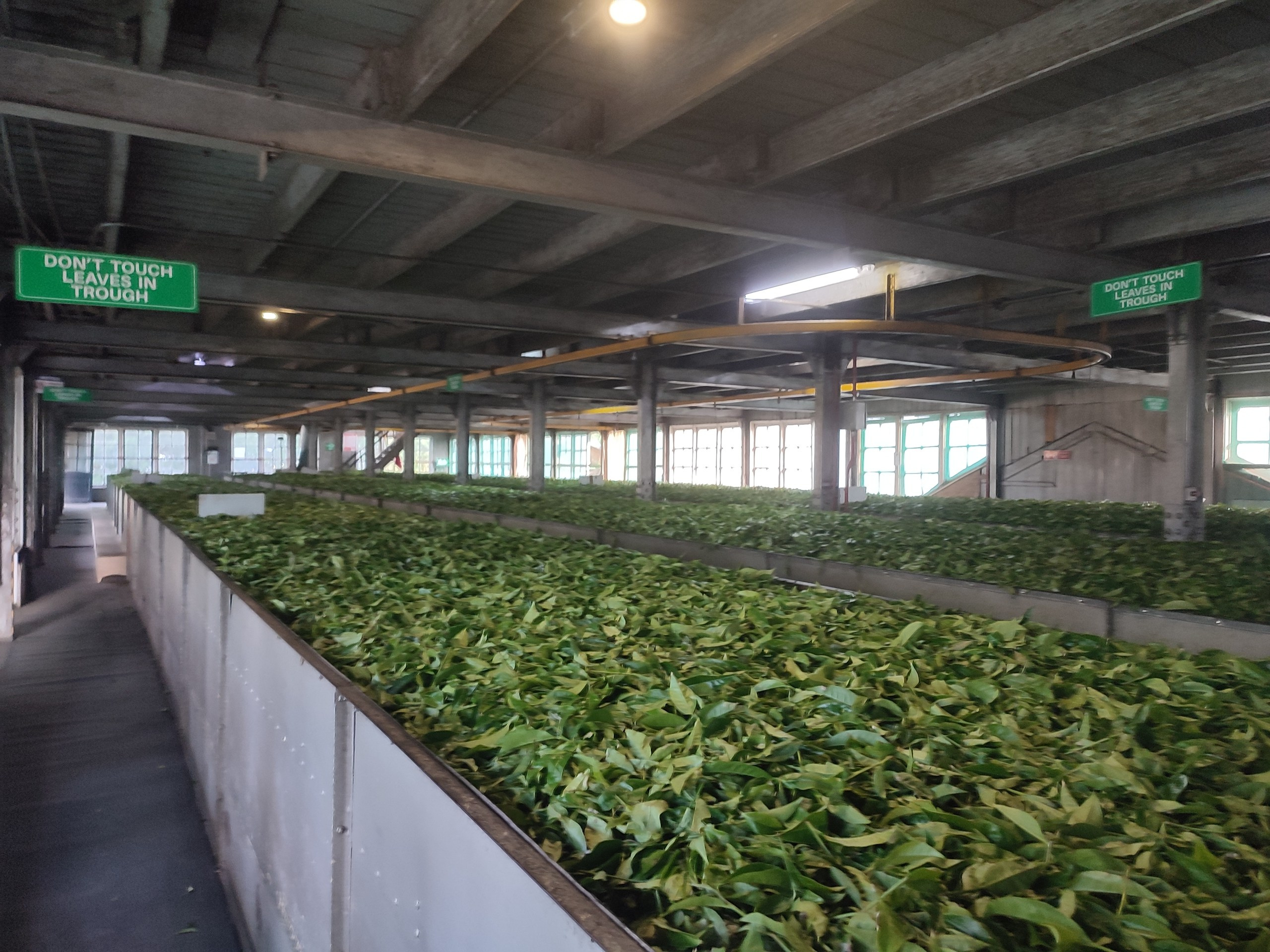 Шри-Ланка | 31.01 — 10.02.2025. Галерея Фантим