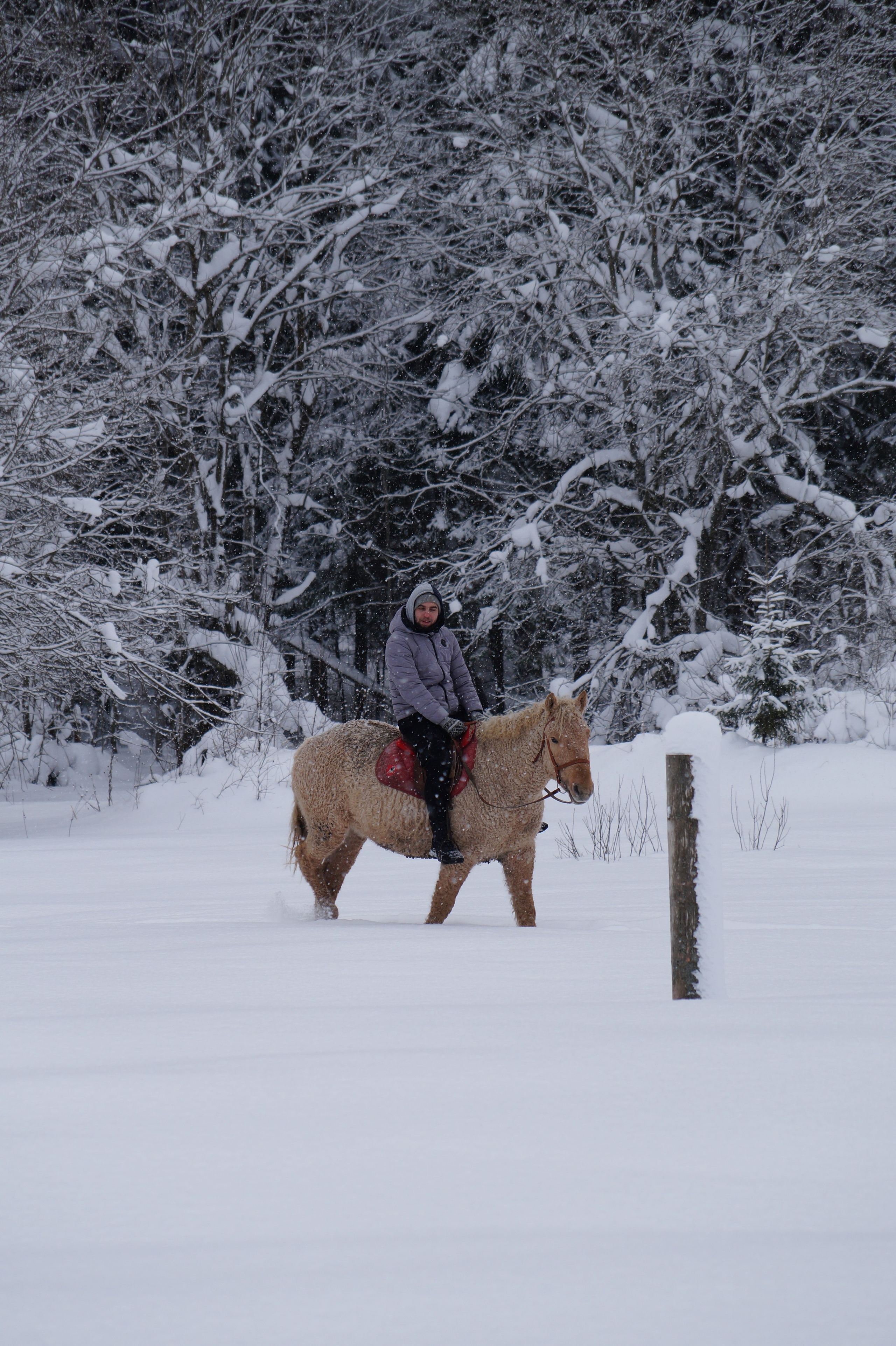 Лошадинг | 11.01.2026. Галерея Фантим