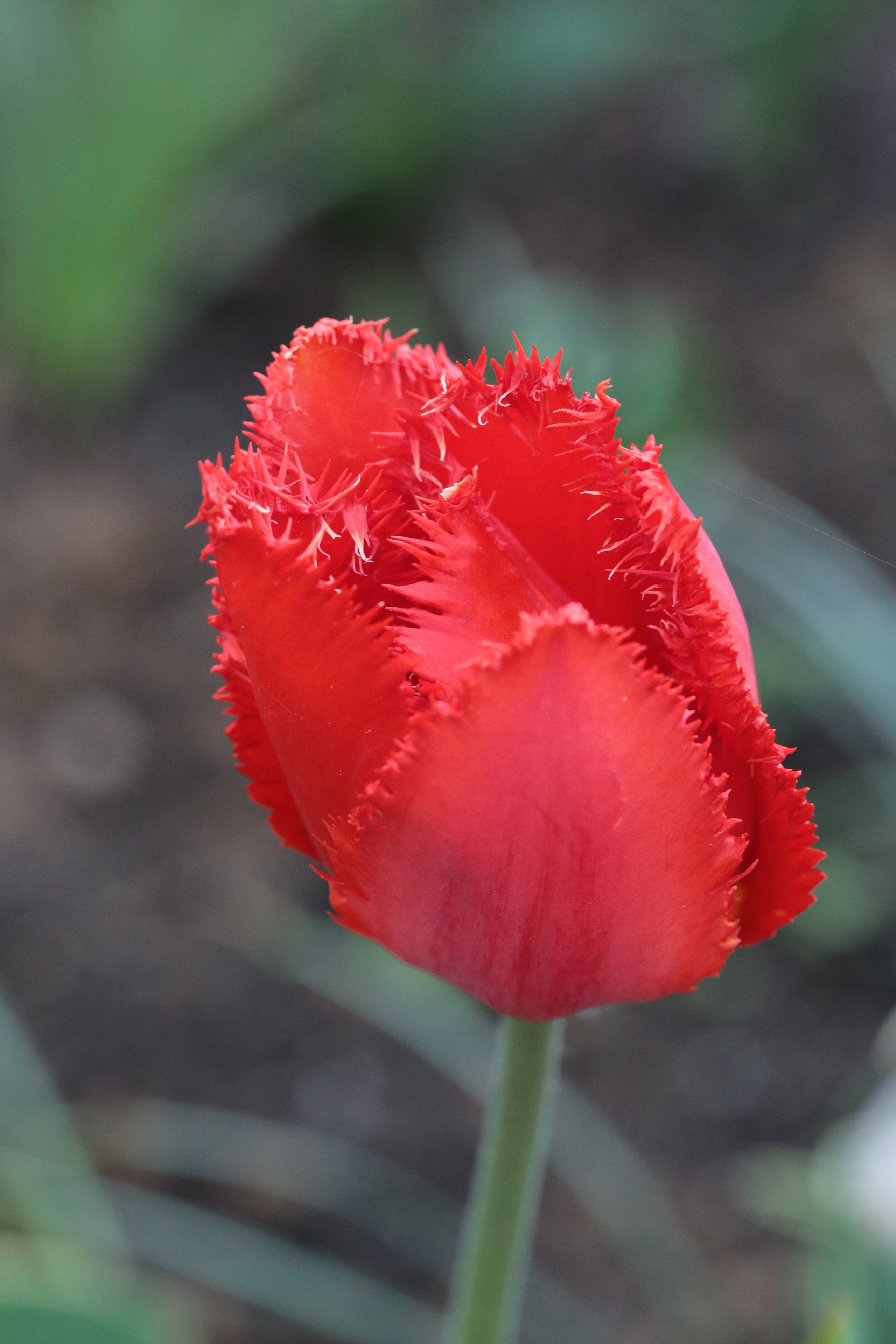 Фото Цветов. Студия Максима Белослюдцева
