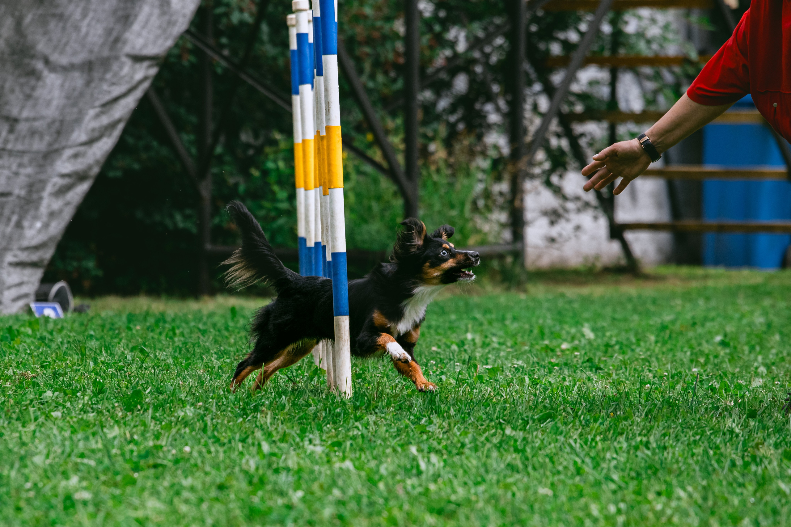Соревнования по аджилити Долгопрудный 30.06.2025. Фотограф-анималист Татьяна Степанова