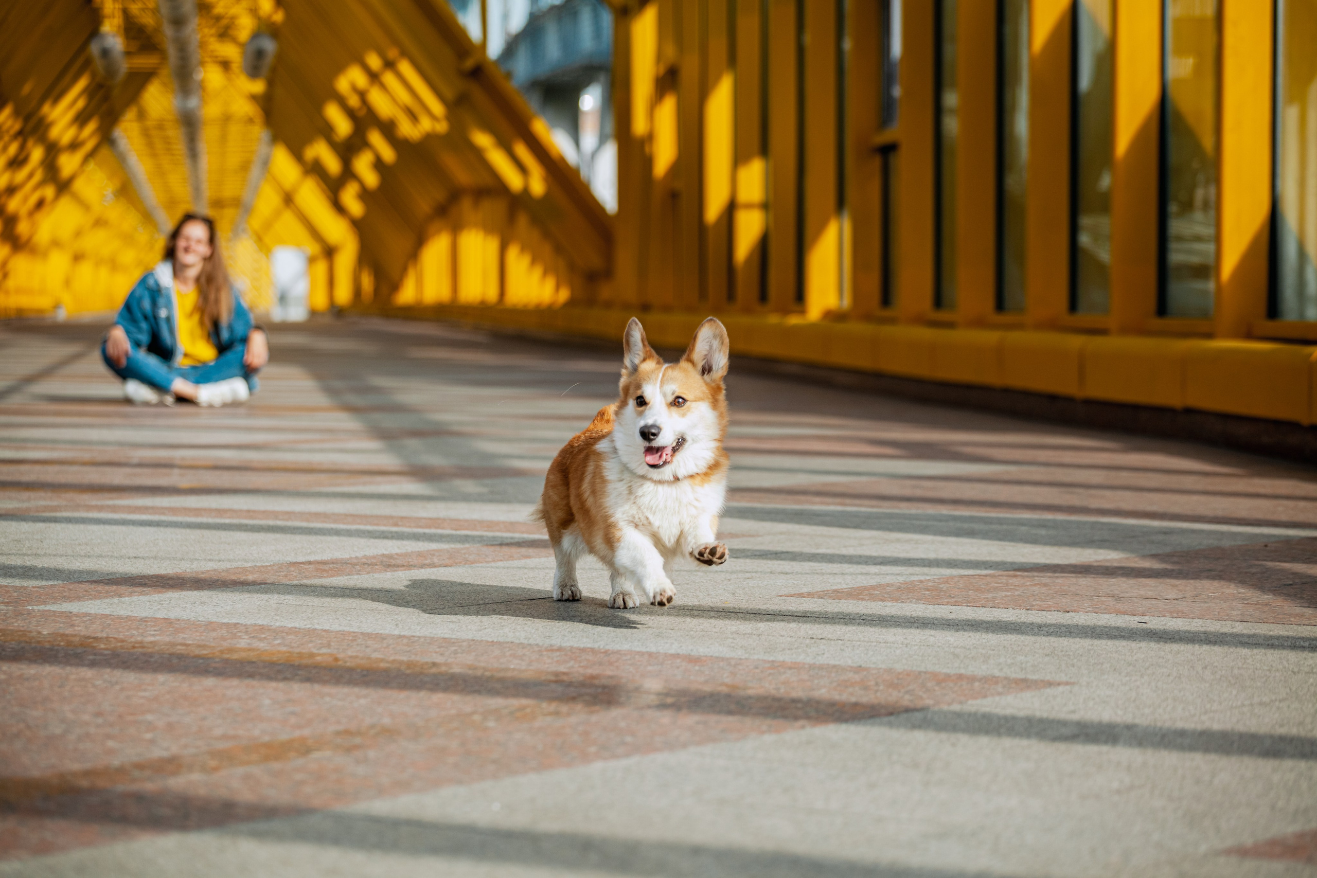 Андреевский мост. Фотограф-анималист Татьяна Степанова