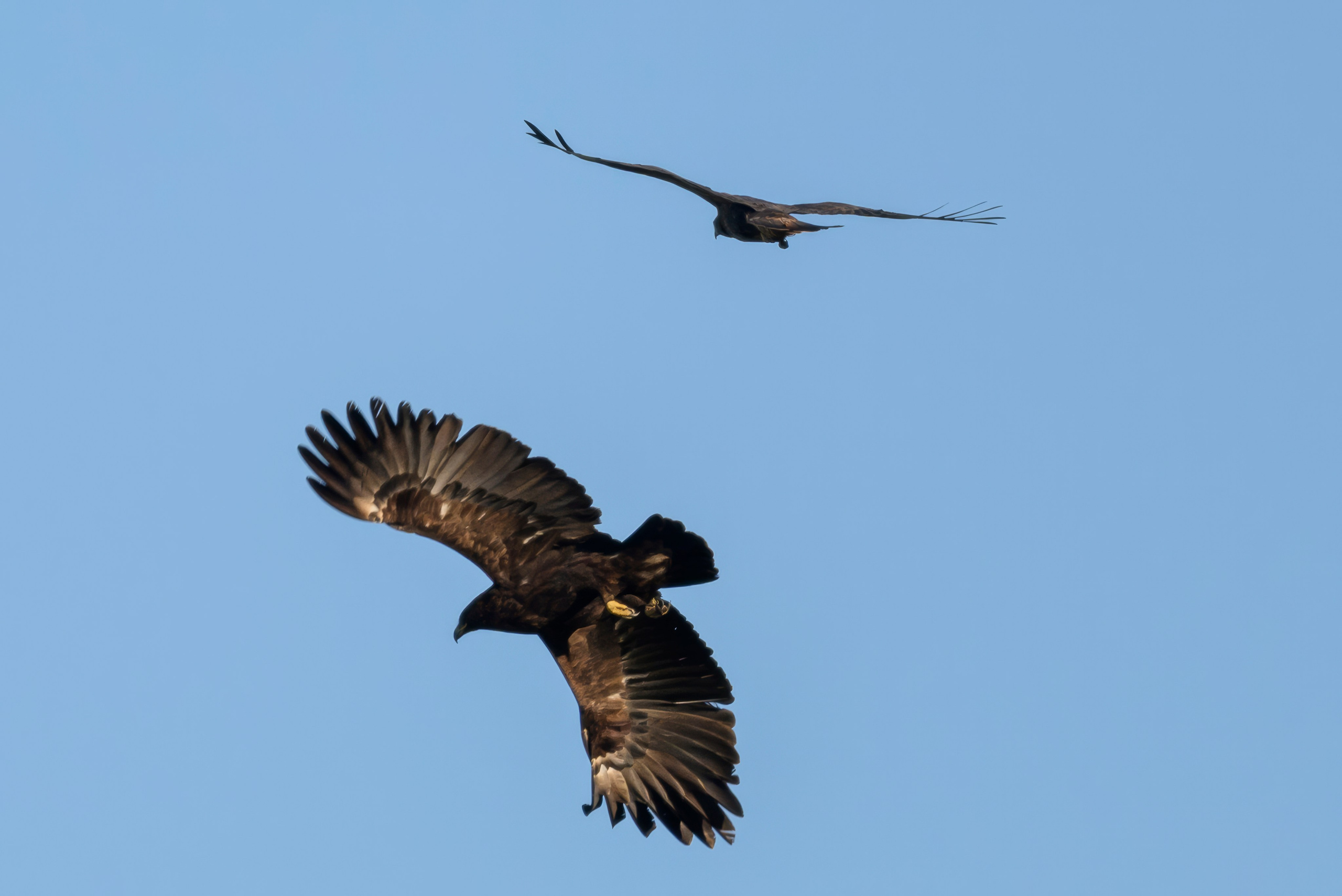Журавлей спугнули. The cranes were scared away. Фотограф Сергей Пупонин