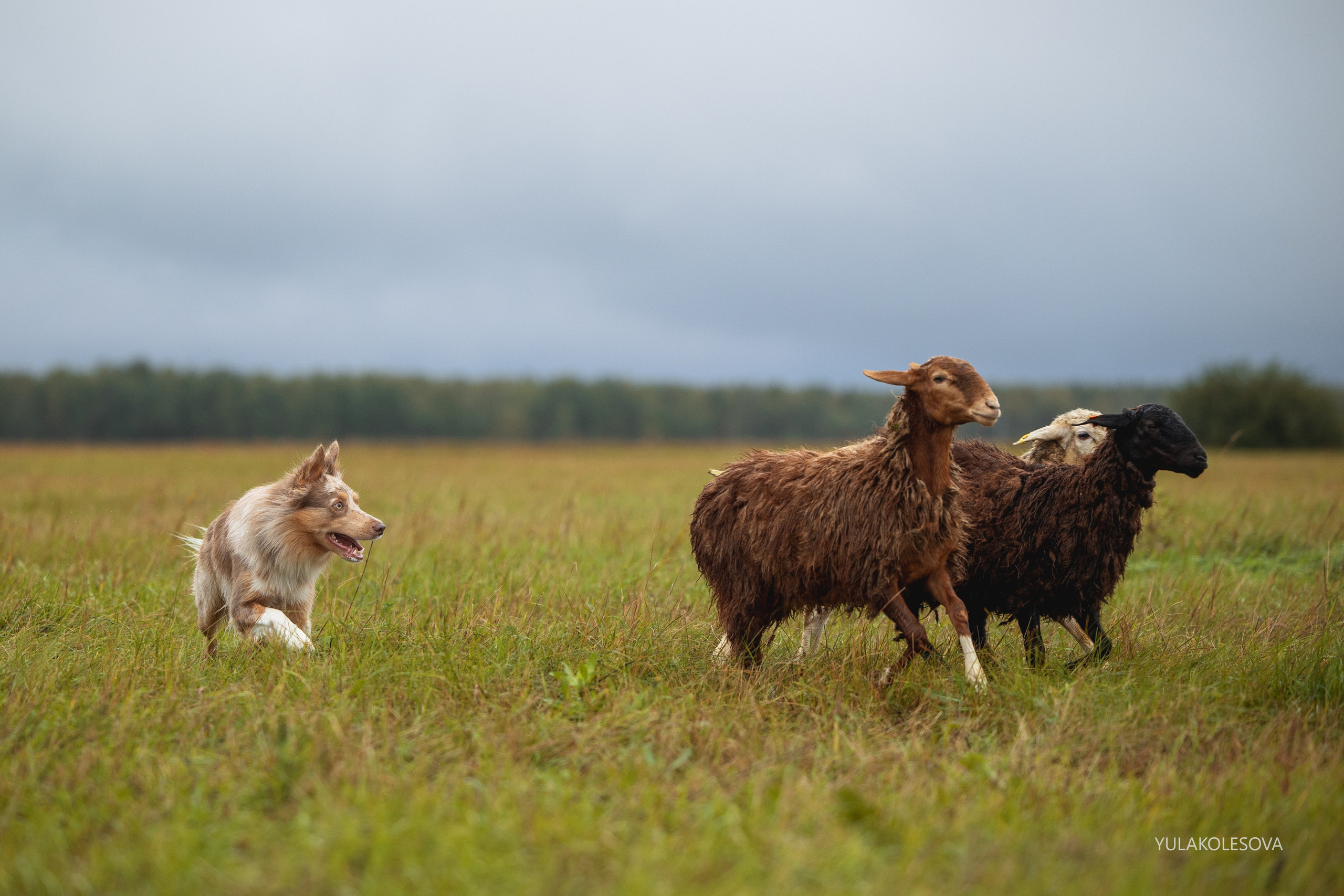 Пастуший интенсив, сентябрь 2024. YULA KOLESOVA | Фотограф — Анималист | Художник | Тюмень