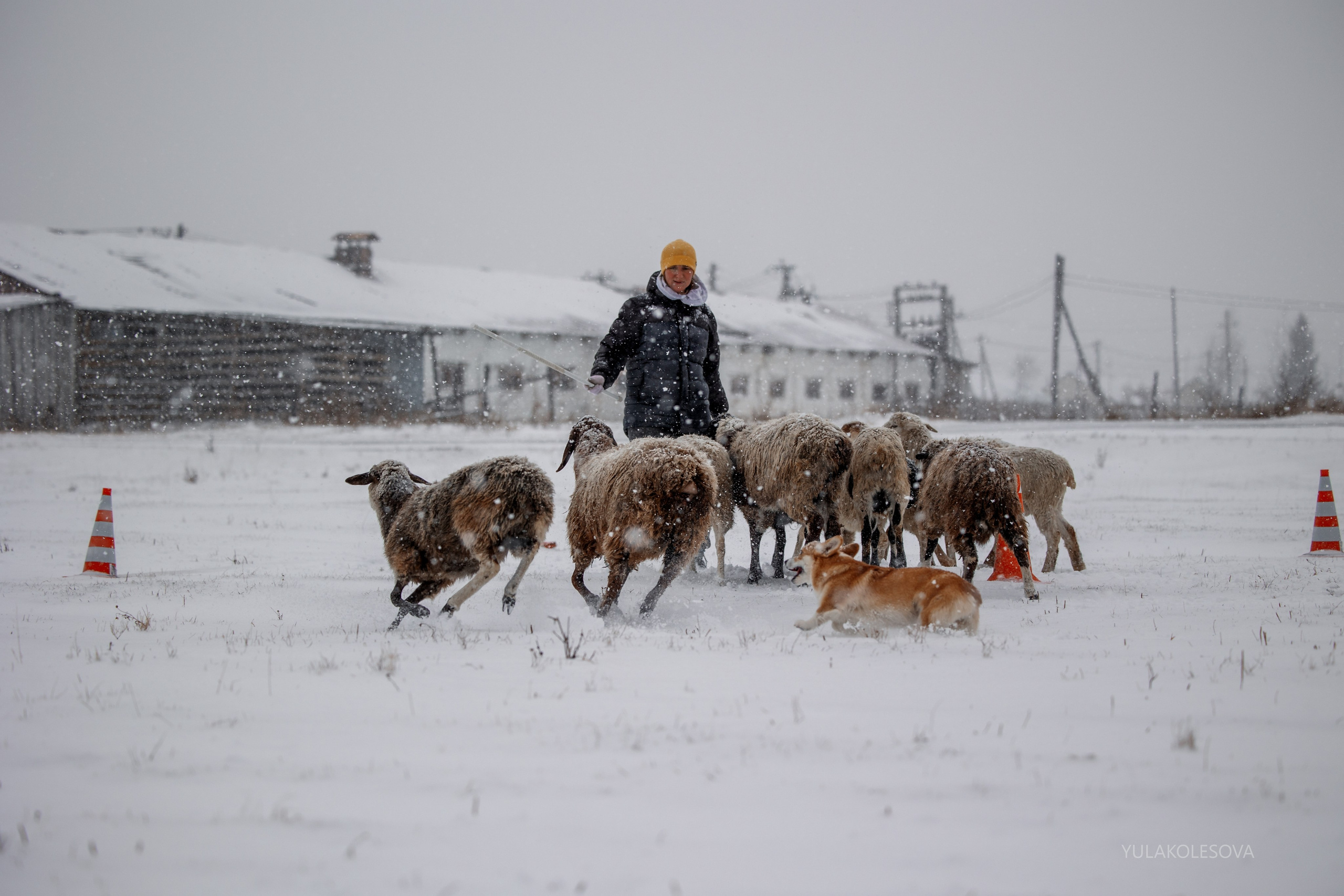 Пастуший интенсив, ноябрь 2024. YULA KOLESOVA | Фотограф — Анималист | Художник | Тюмень