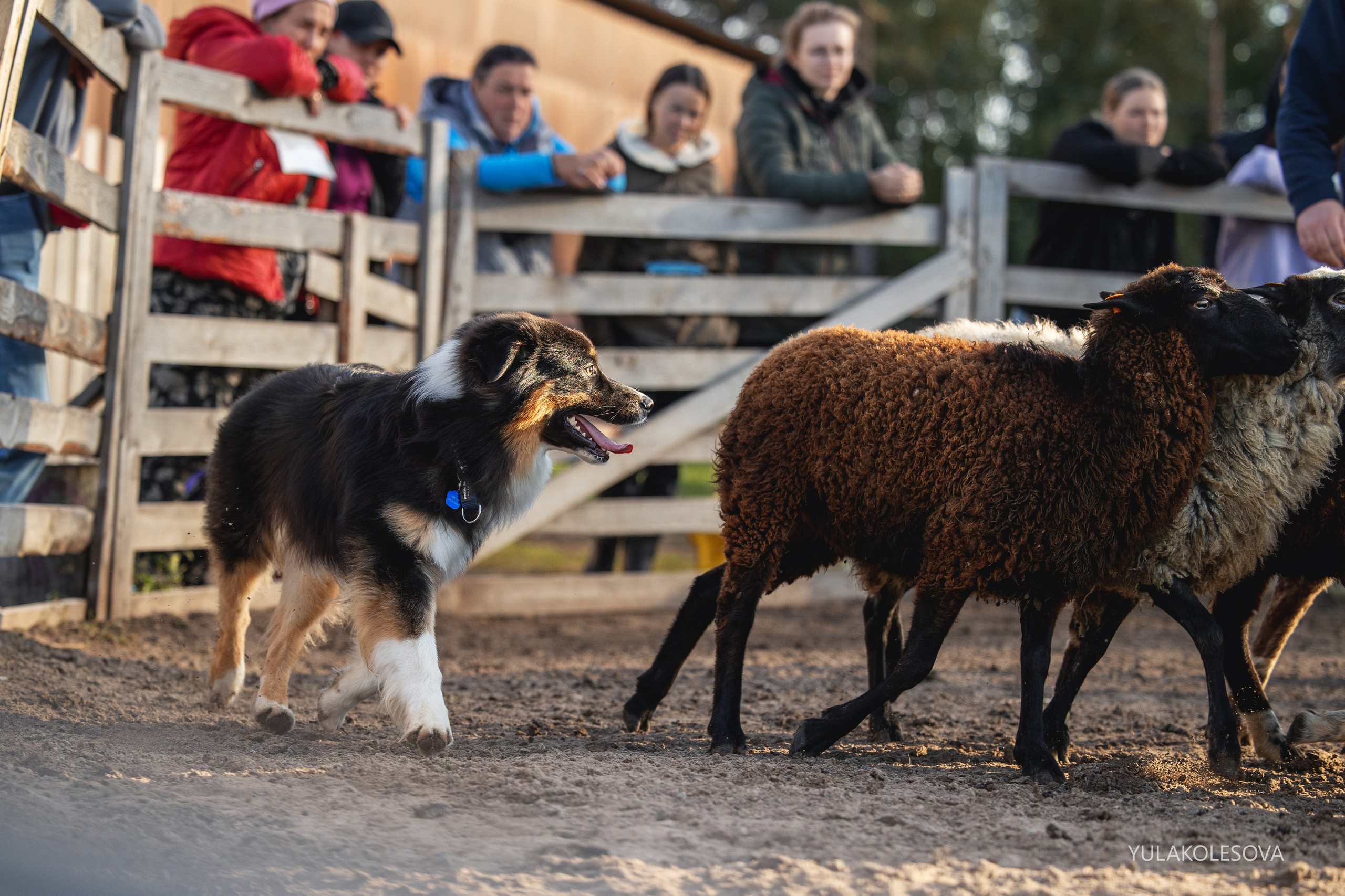 Пастуший интенсив, сентябрь 2024. YULA KOLESOVA | Фотограф — Анималист | Художник | Тюмень