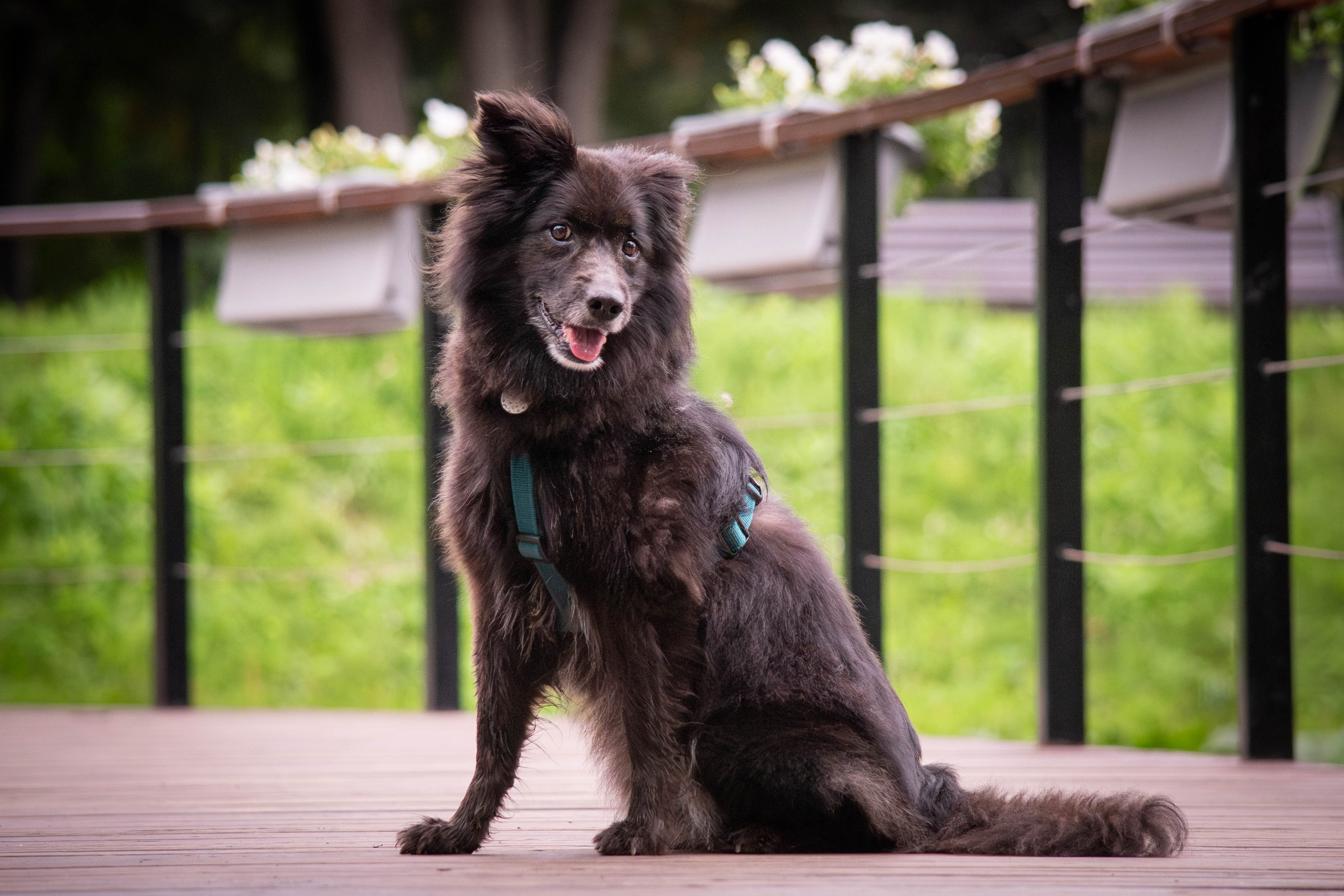 Альба и Даша