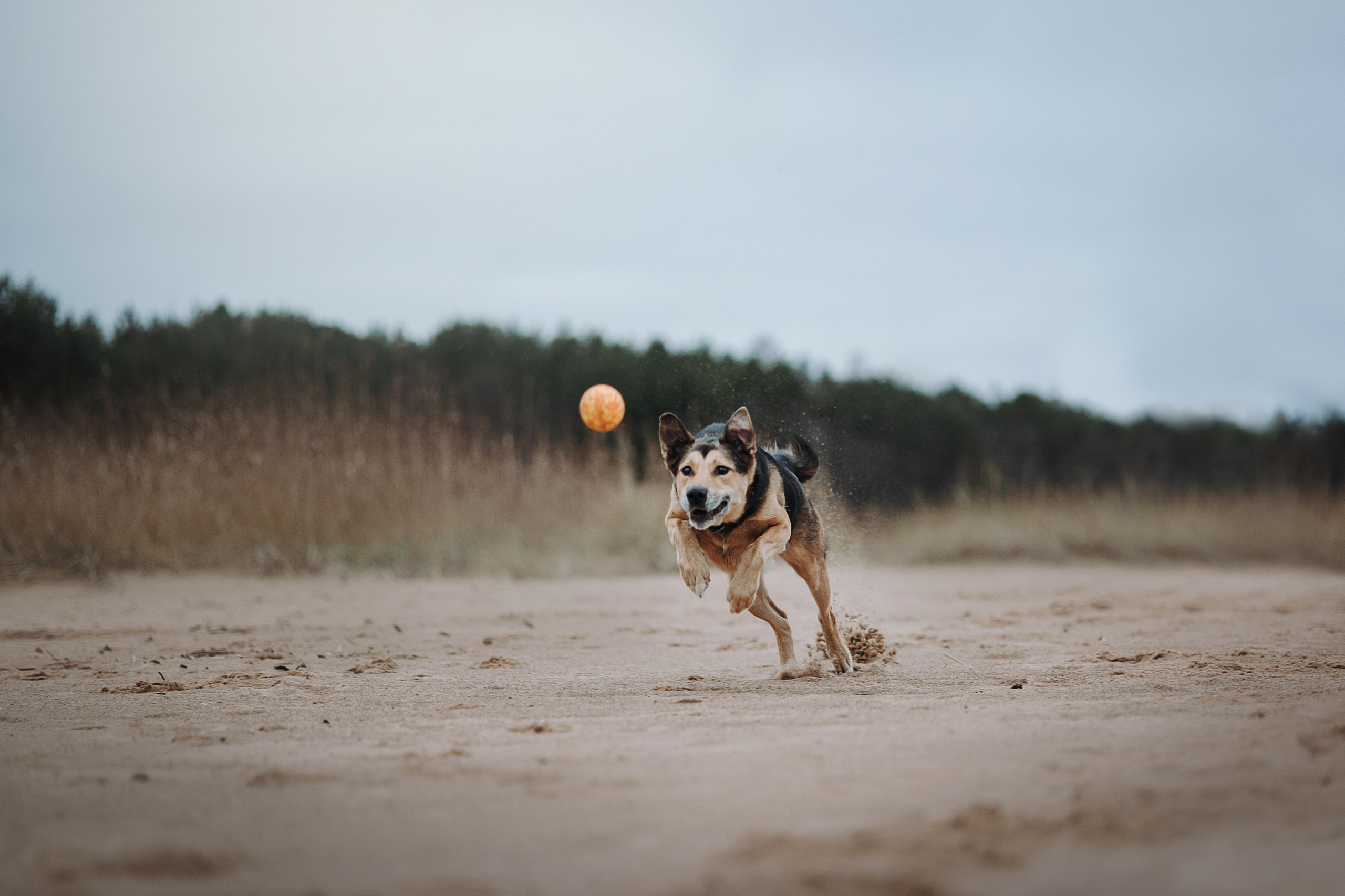 Наталья и Того. Фотограф — Анималист | Санкт-Петербург
