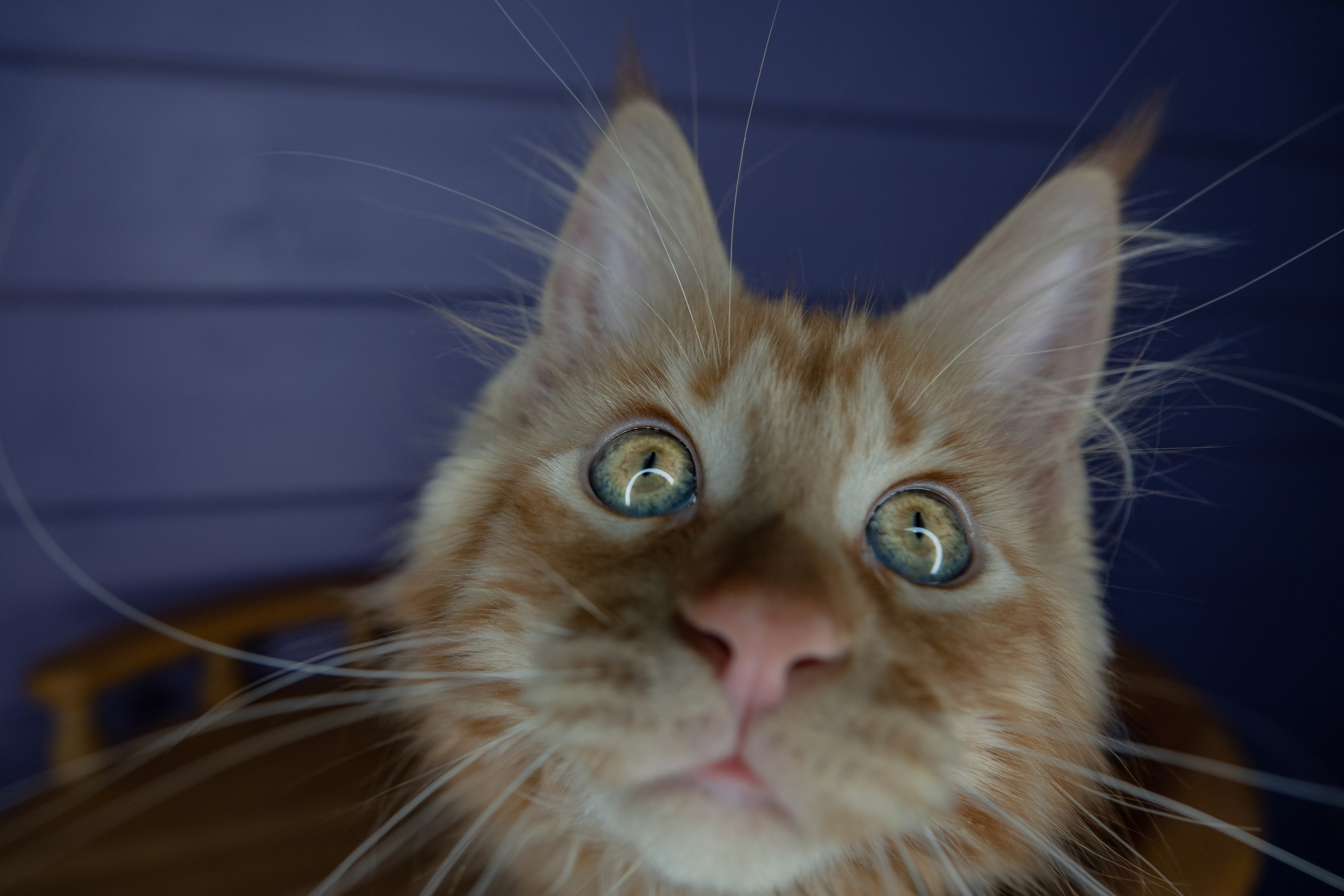 Мейн Куны. Фотограф-анималист в Москве Юлия Лайхо