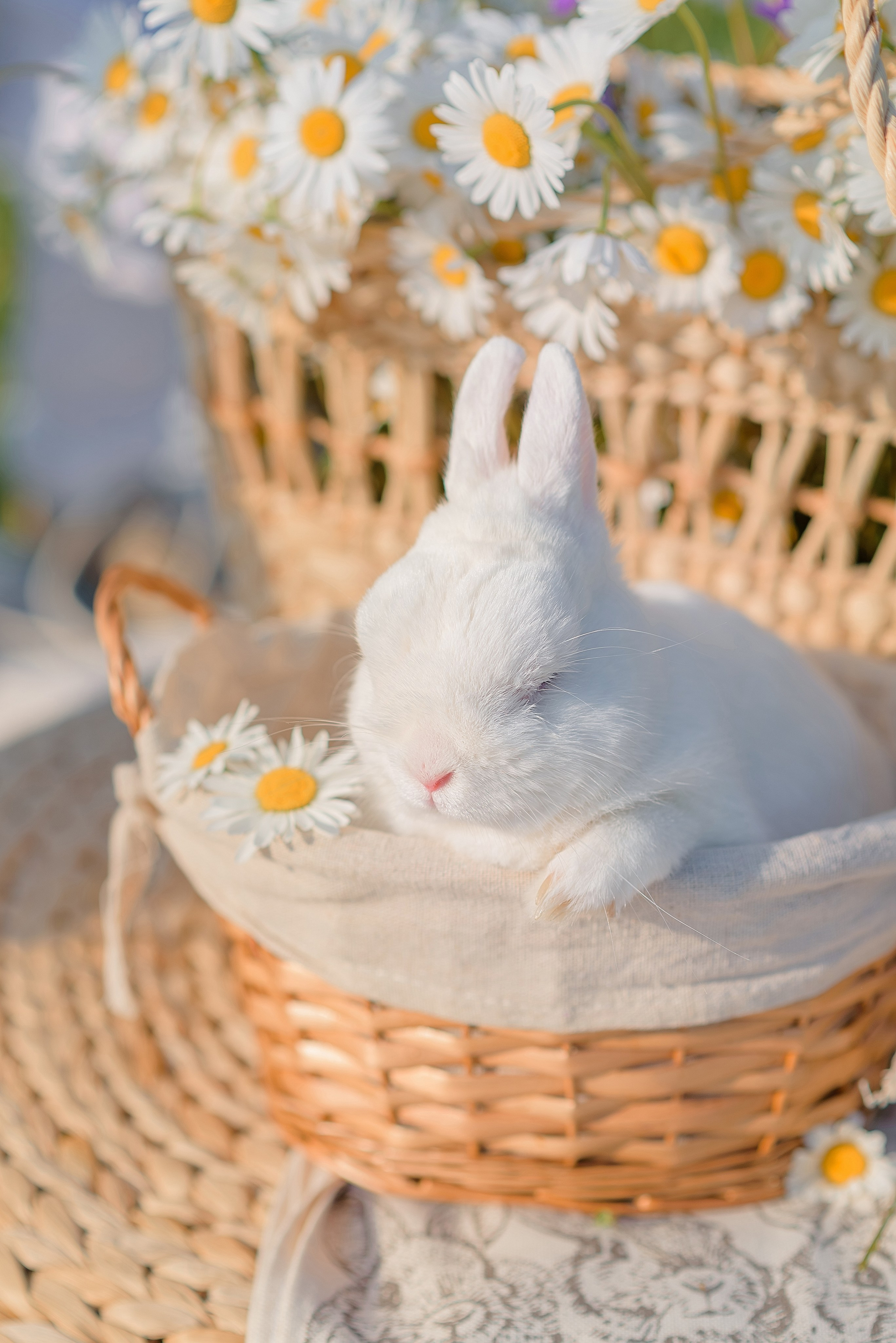 Ромашковое поле. Семейный фотограф в Рязани Мария Ермакова