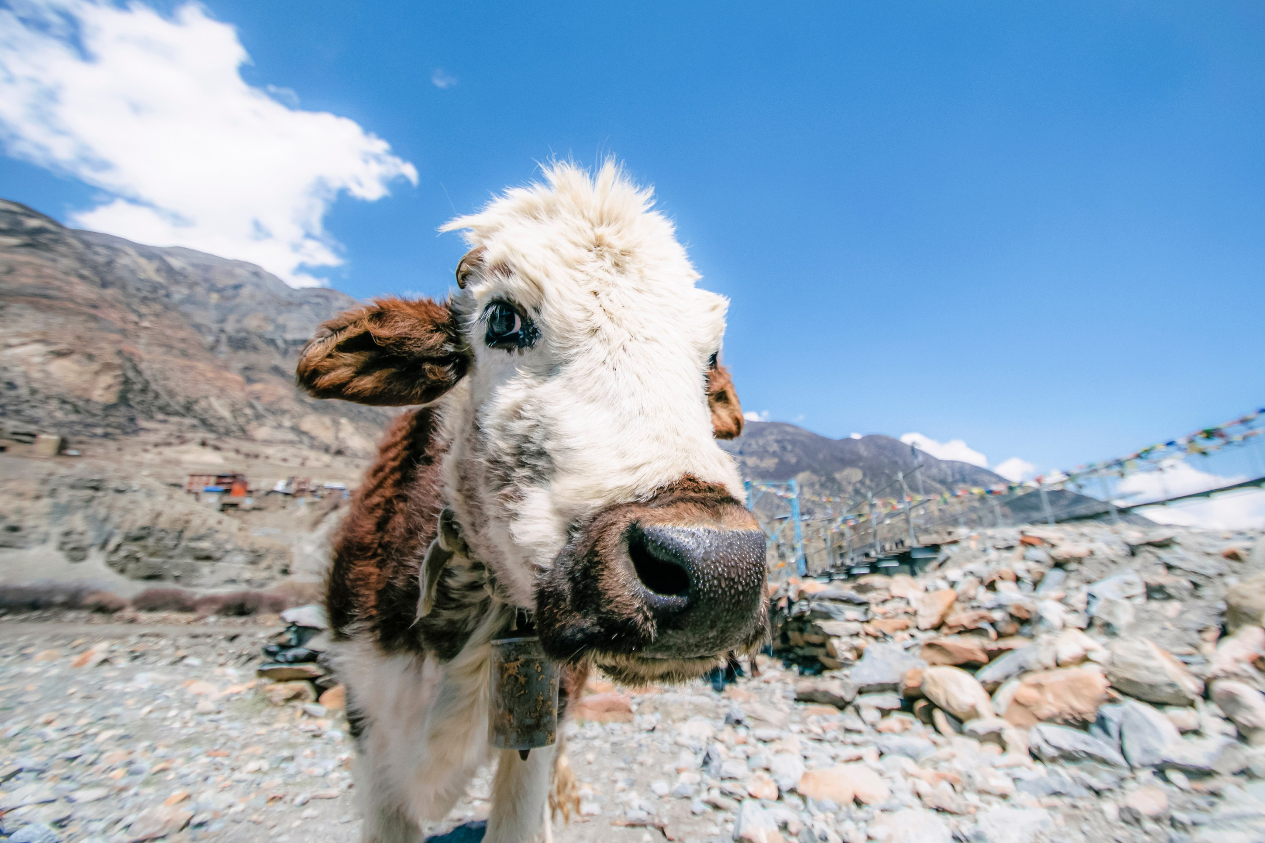 Annapurna trek. Iraogo