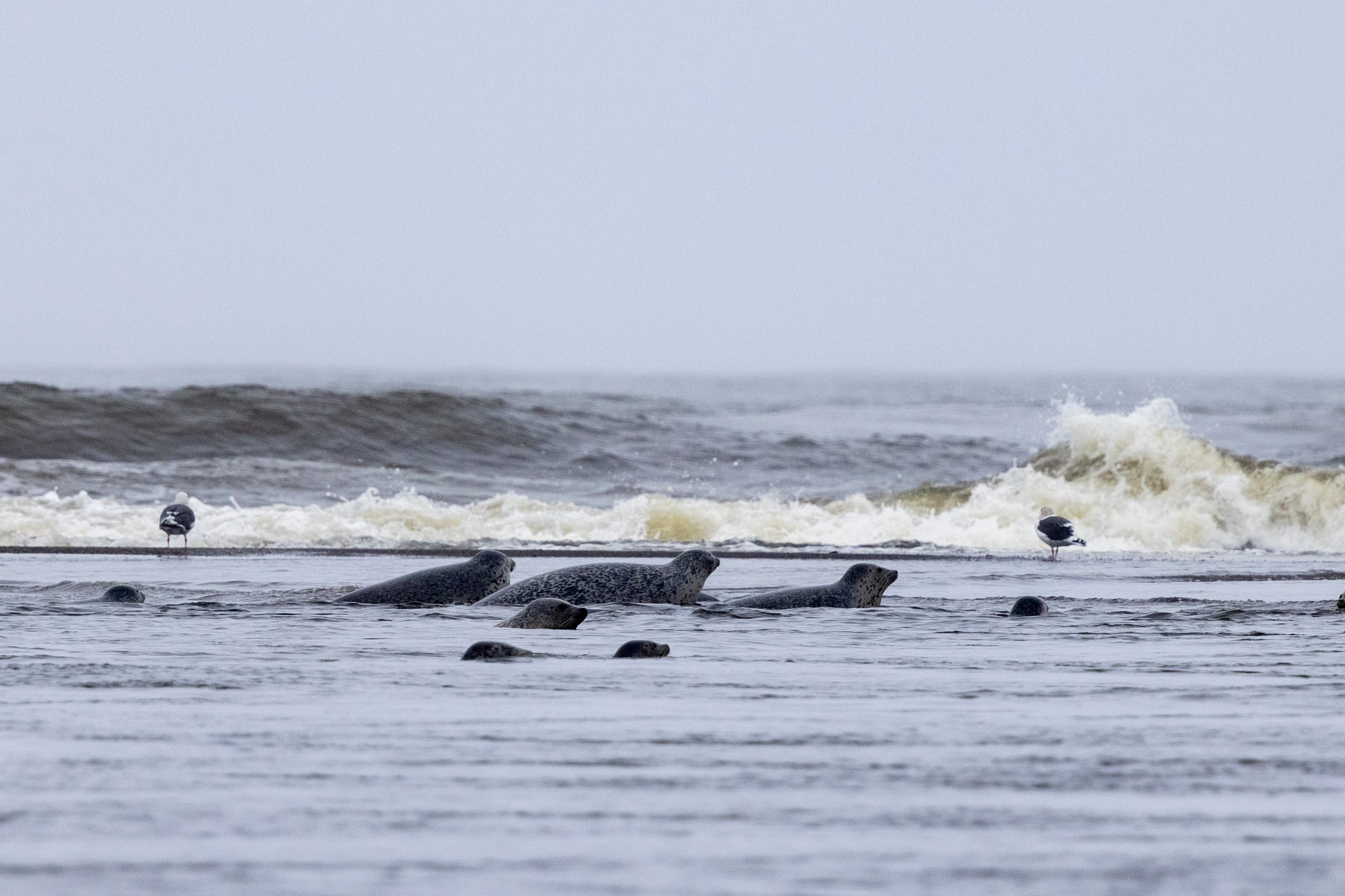 Фототур на Курильское озеро — медведи, нерест лососей и вулканы. Время Камчатки: чтобы найти свой путь, нужно скорость умножить на время
