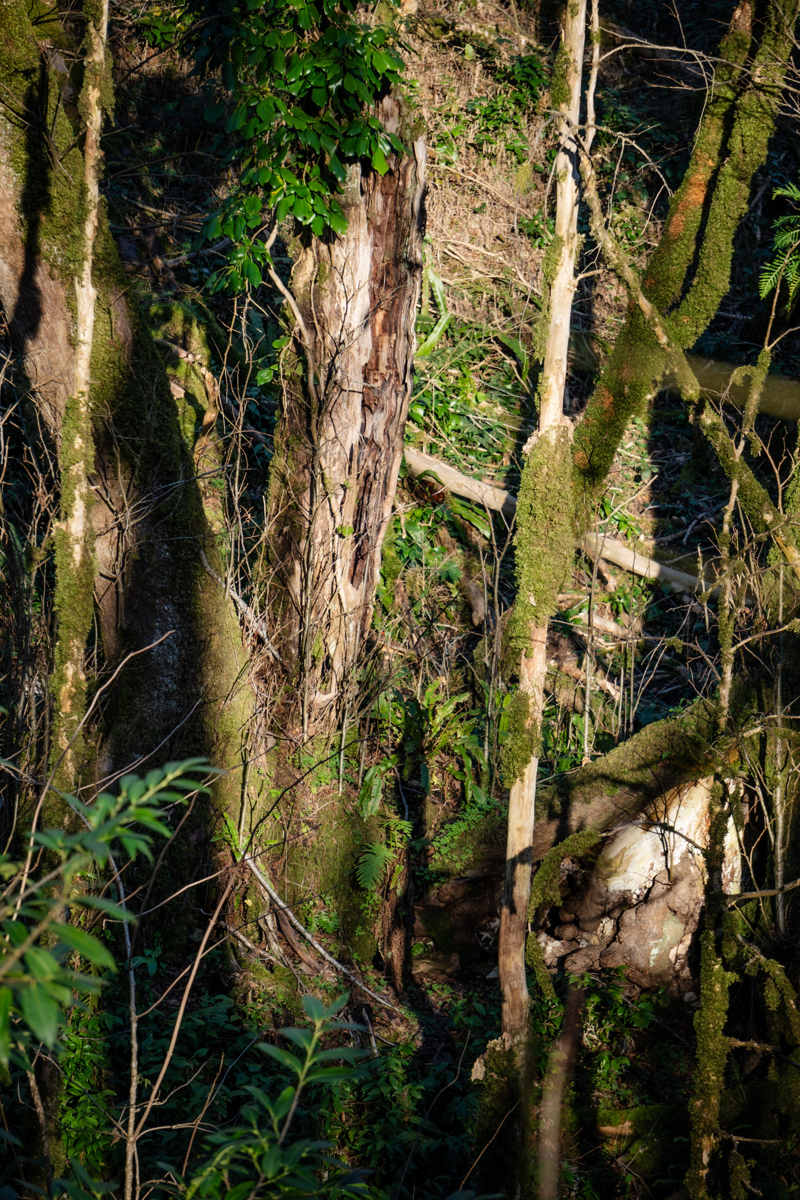 Тисо-самшитовая роща. Yaratezza production