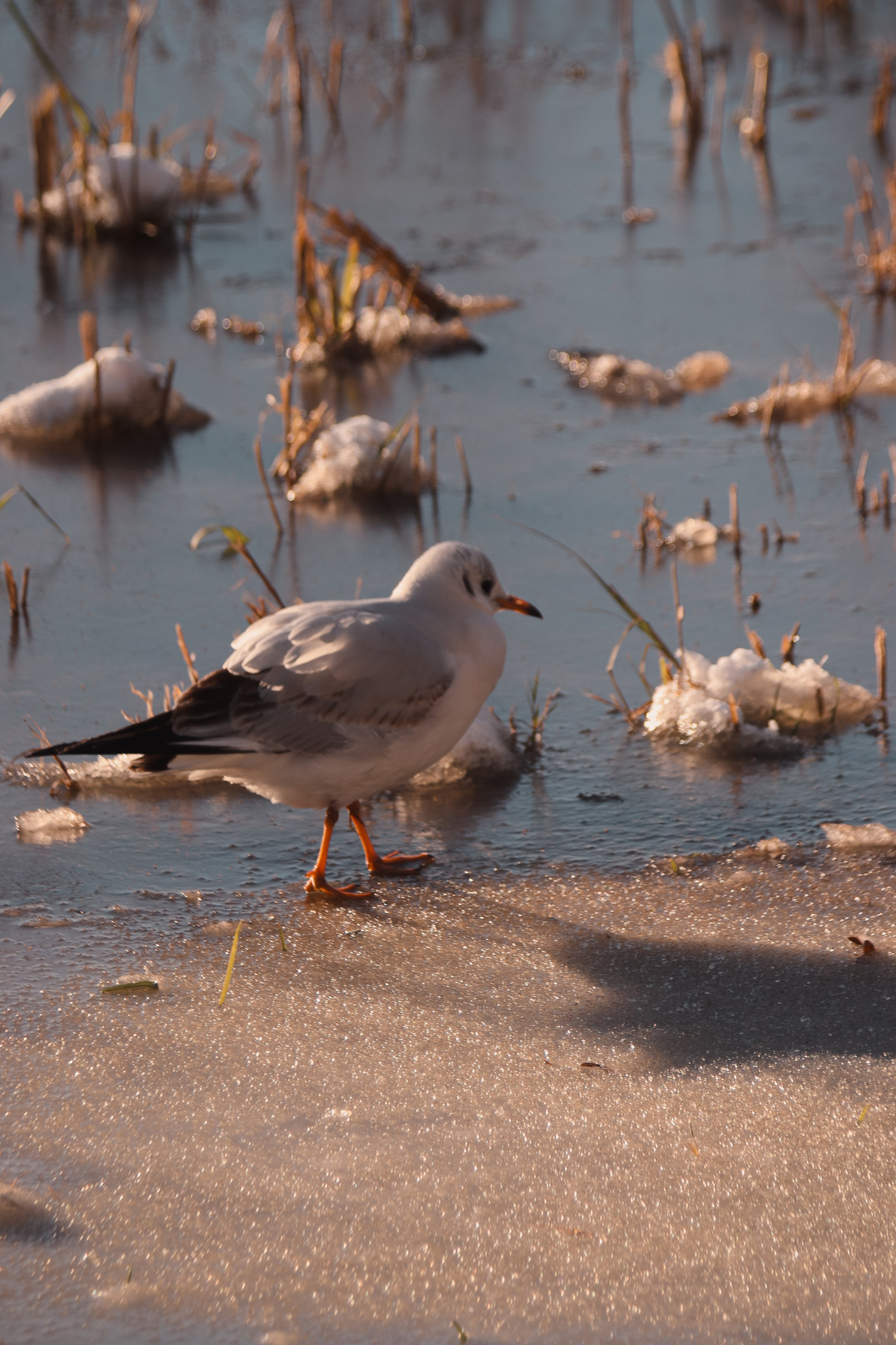 Р А З Н А Я — Ж И В Н О С Т Ь. — Digital Noise —